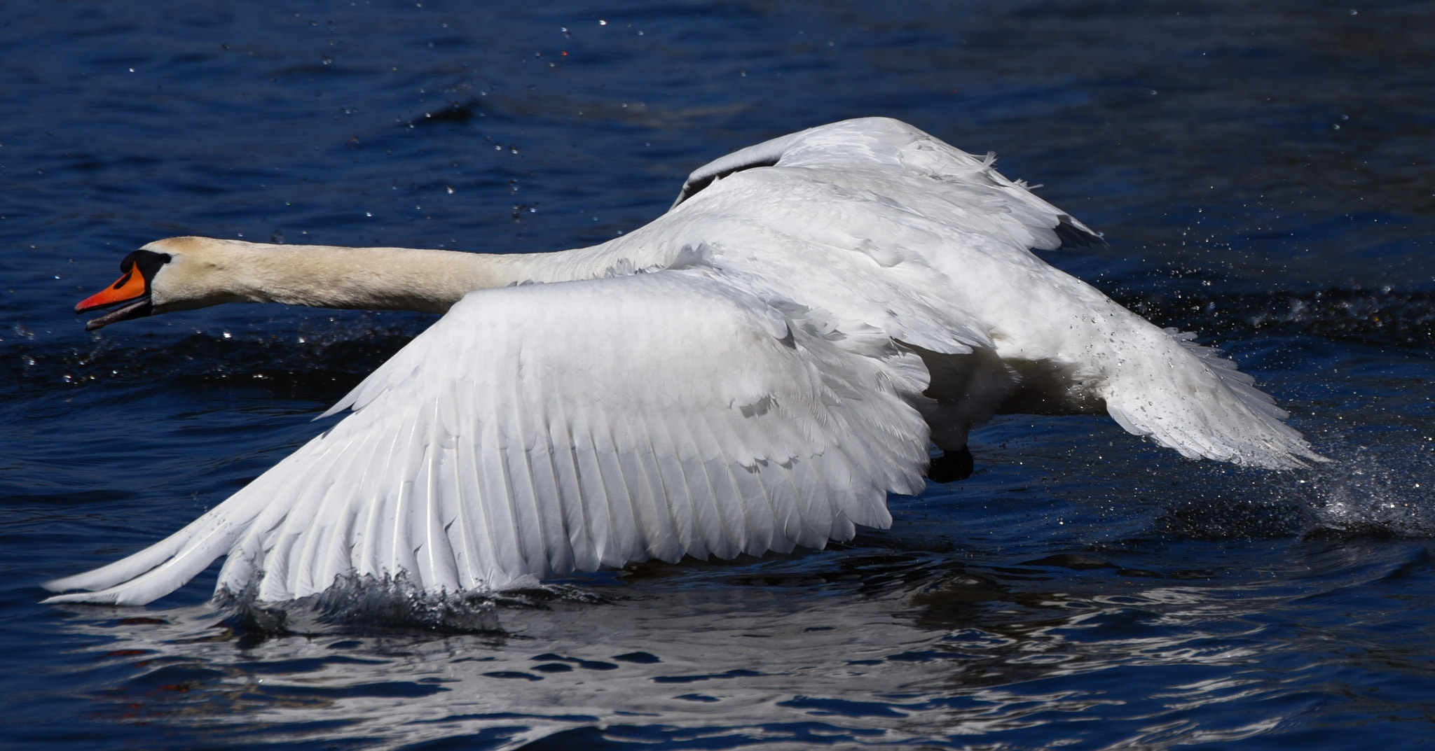 Nikon D750 sample photo. Excited swan photography