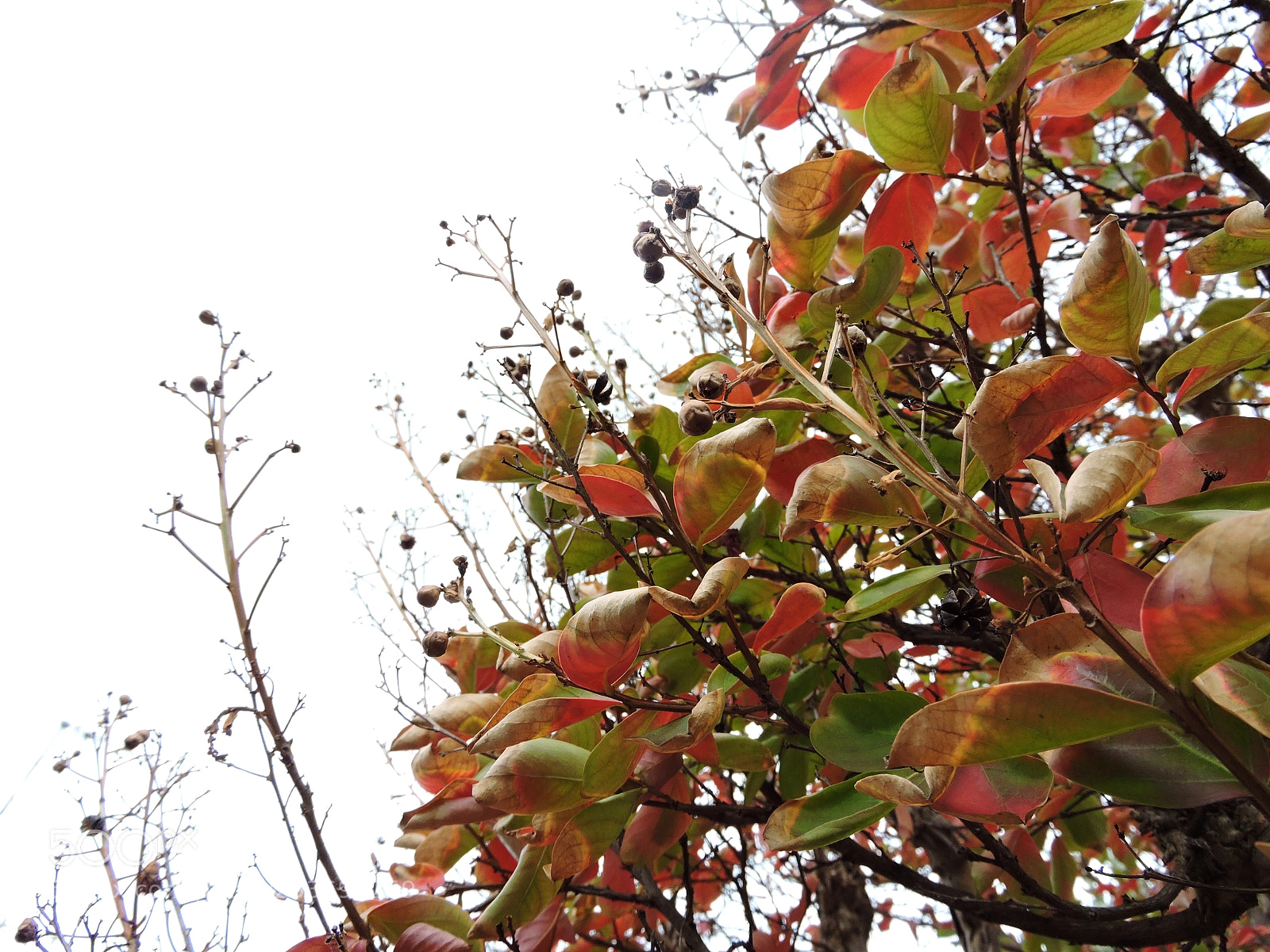 Nikon Coolpix P600 sample photo. Autumn leaves 2018 photography
