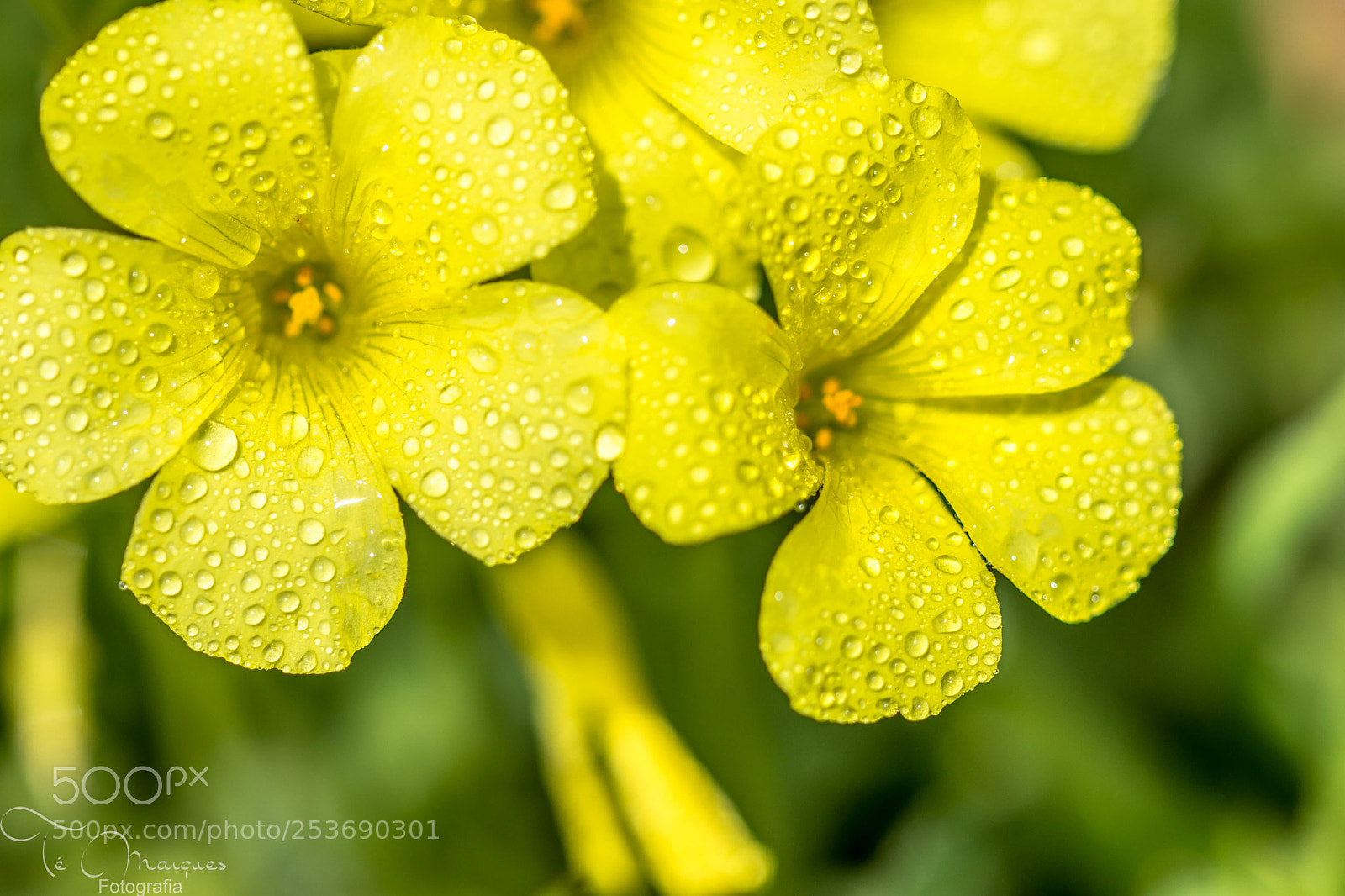 Nikon D7200 sample photo. Oxalis pes-caprae photography