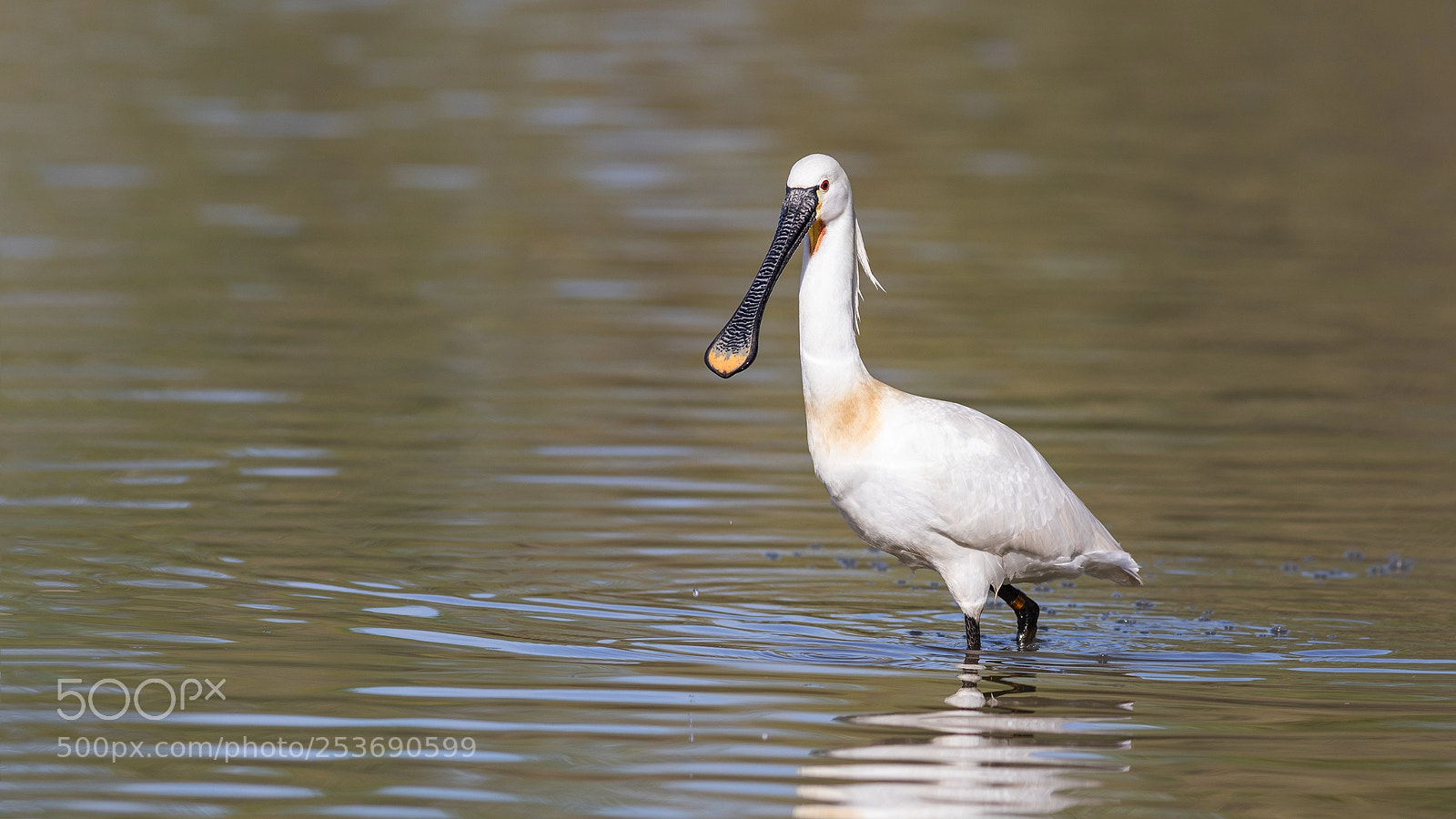 Canon EOS 5D Mark IV sample photo. Platalea leucorodia photography