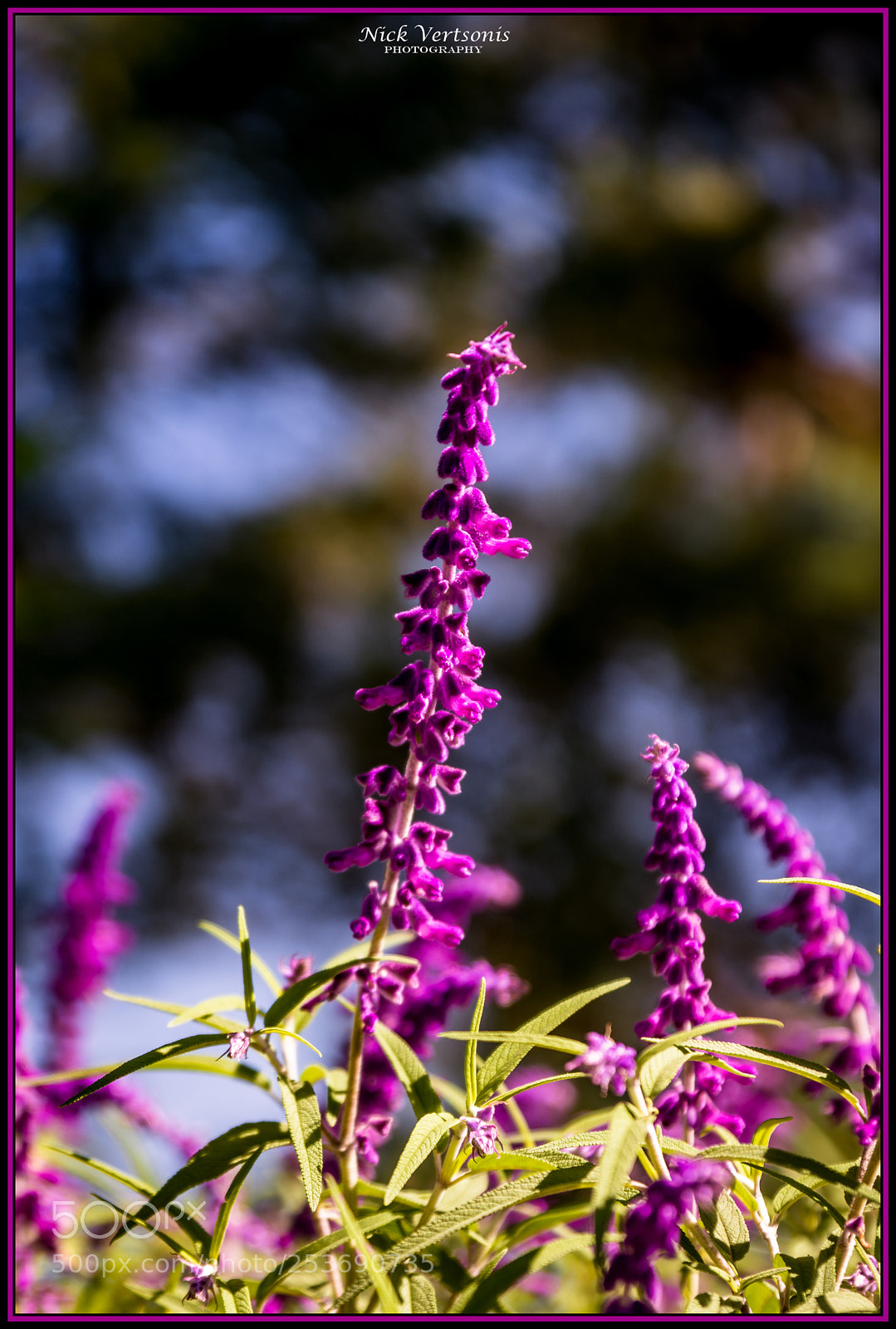 Nikon D7200 sample photo. Purple blur... photography