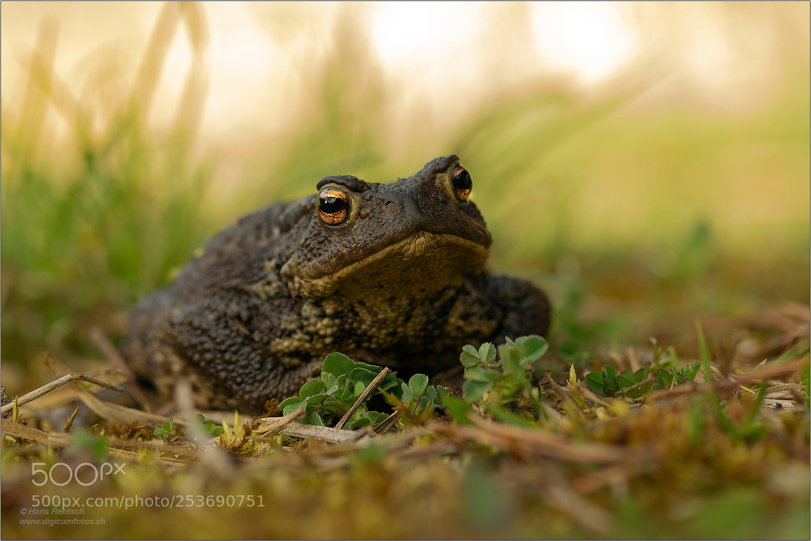 Nikon D850 sample photo. Bufo bufo photography