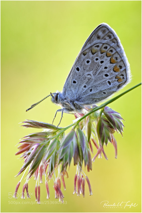 Nikon D5000 sample photo. Born to fly photography