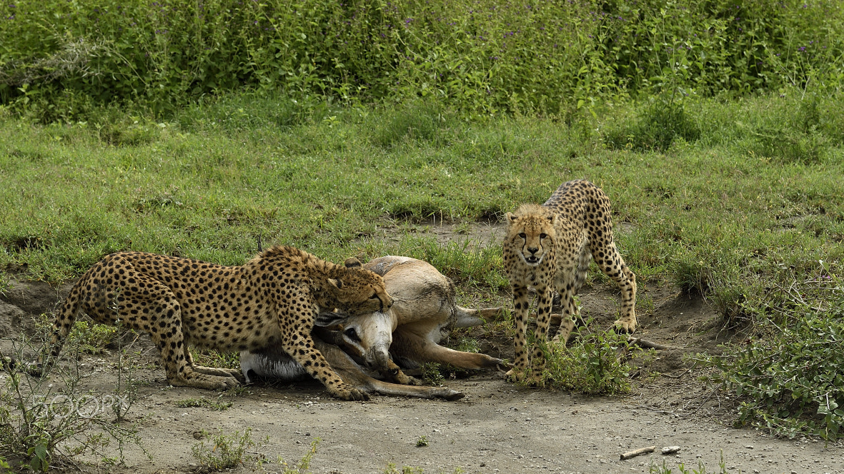 Nikon AF-S Nikkor 70-200mm F4G ED VR sample photo. Cheetah's photography