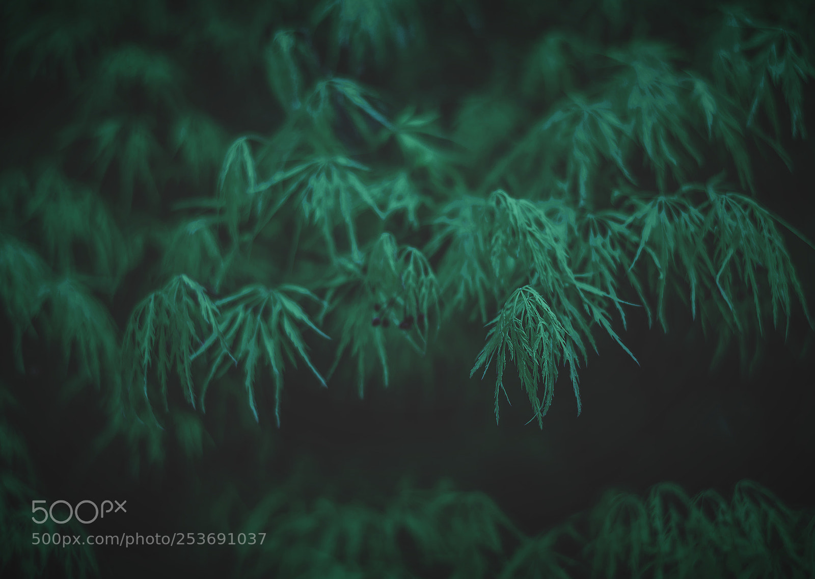 Nikon D810 sample photo. Untitled photography