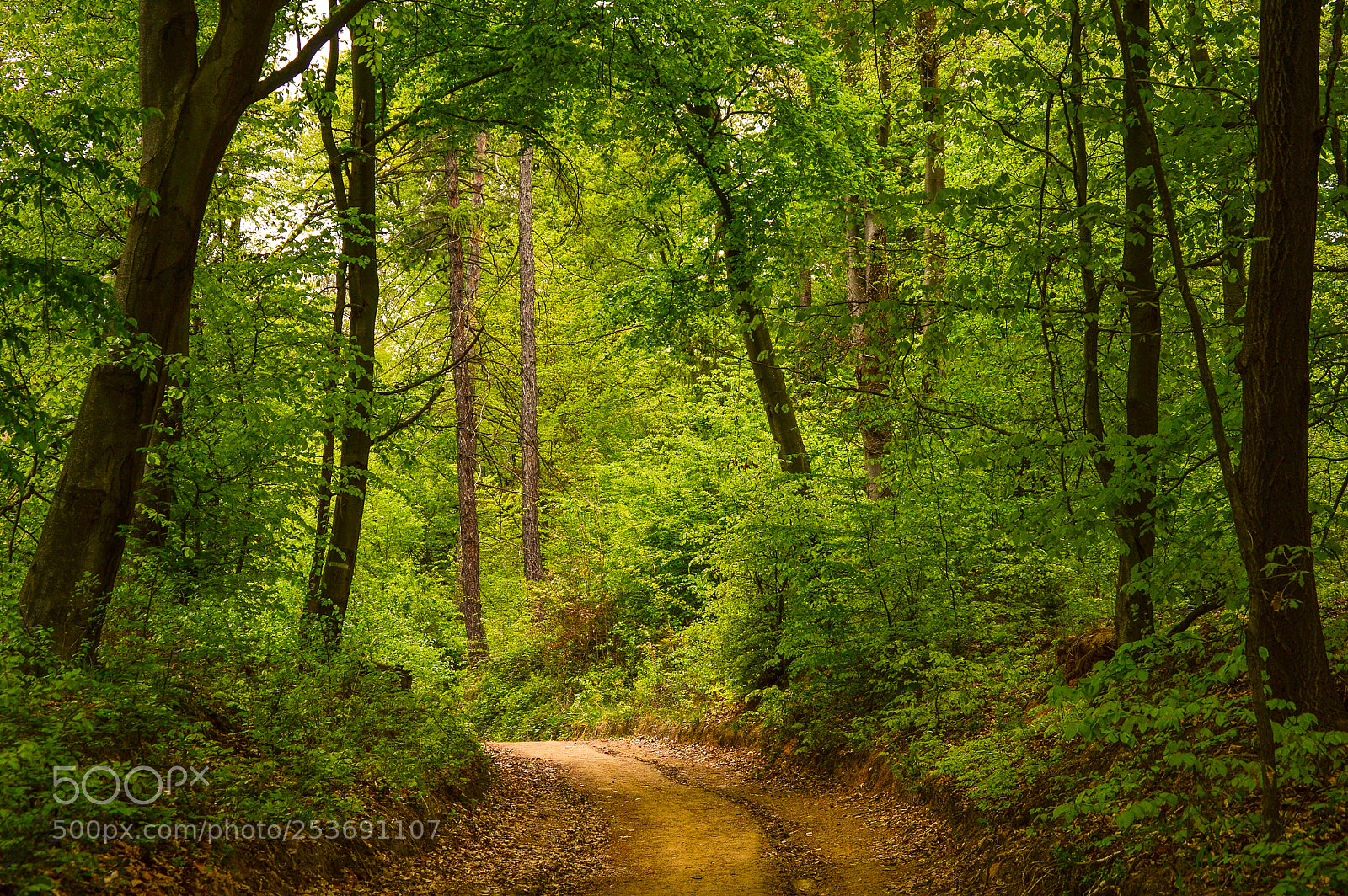 Nikon D3200 sample photo. Road through the forest photography