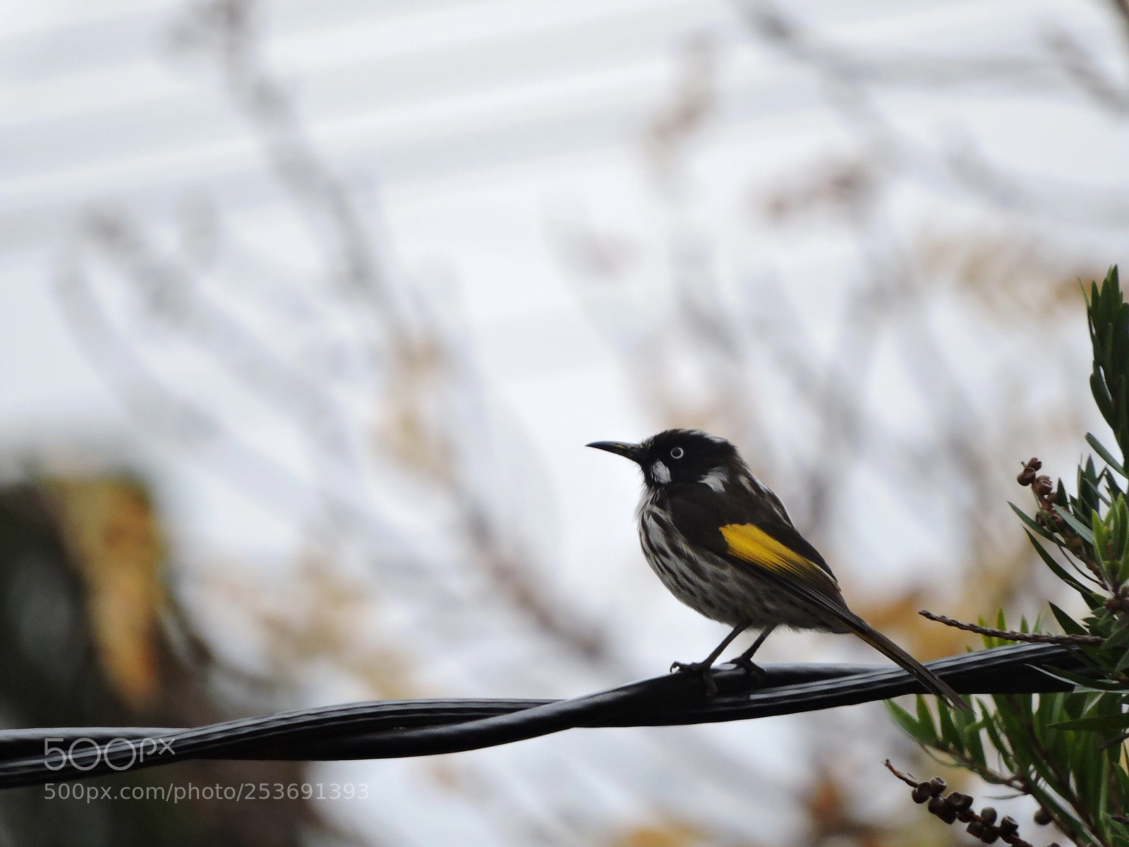 Nikon Coolpix P600 sample photo. Bird photography