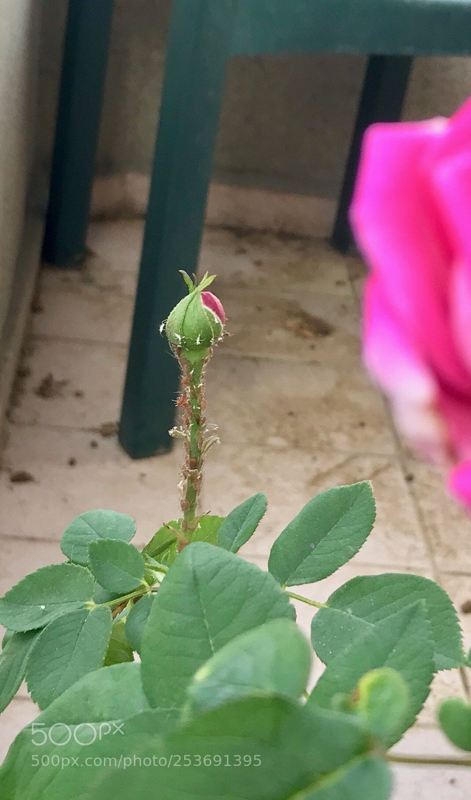 Apple iPhone 7 sample photo. G l i e photography
