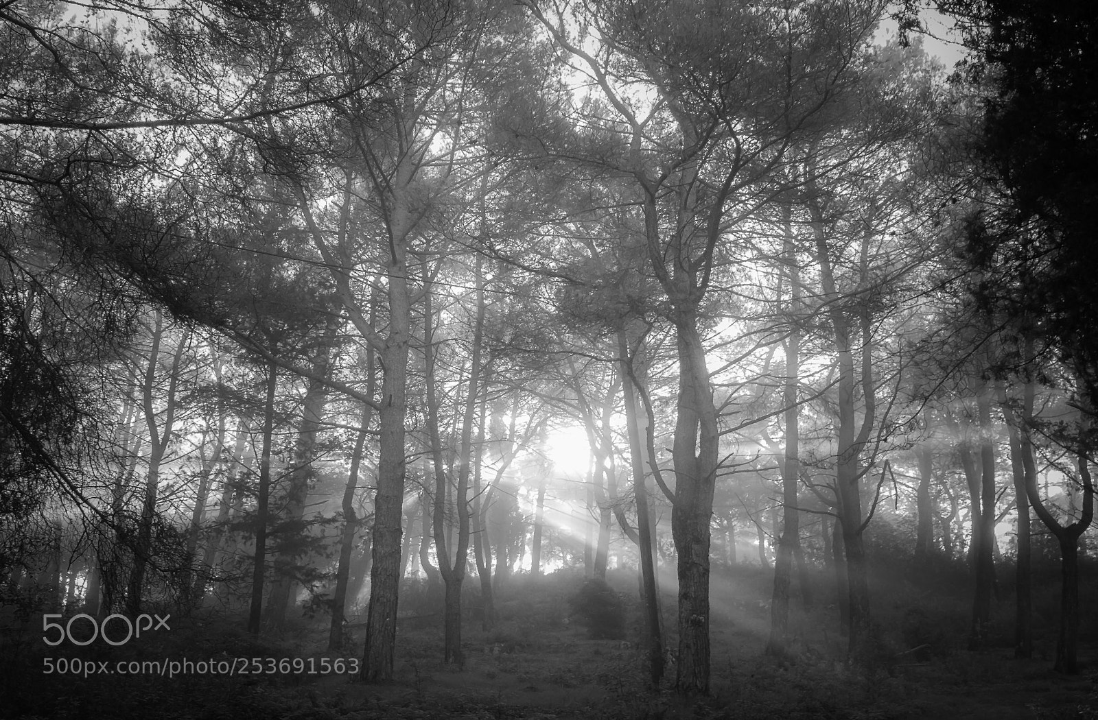 Canon EOS 40D sample photo. Forest light photography