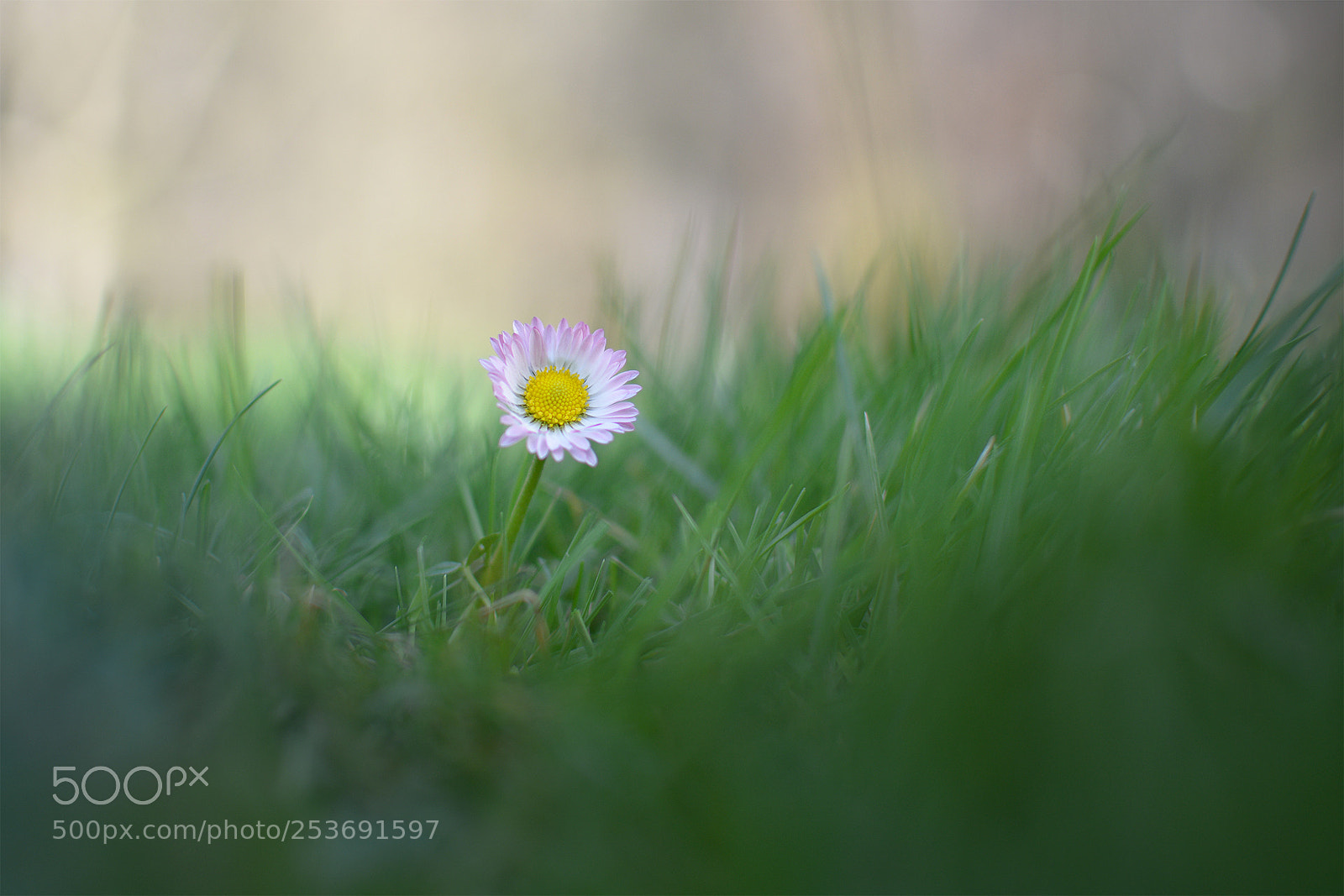 Nikon D7100 sample photo. Spring is comming photography