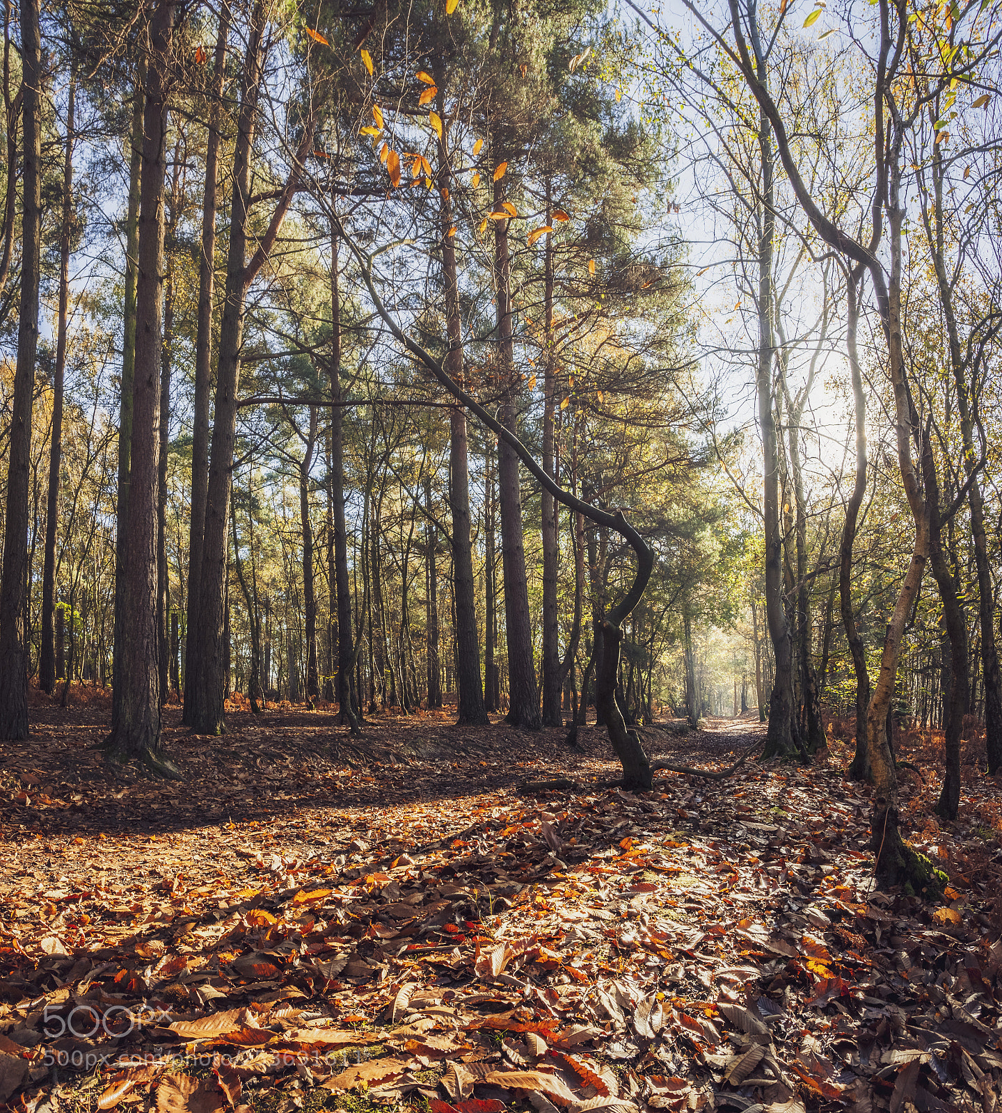 Canon EOS 5D Mark II sample photo. Fall photography