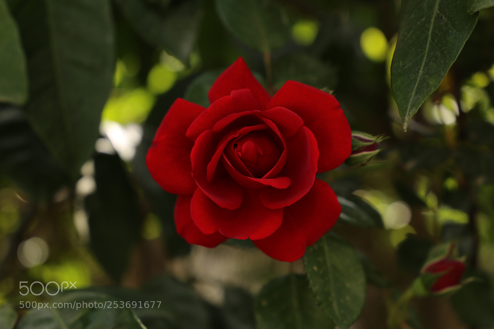 Canon EOS 6D sample photo. Red rose photography