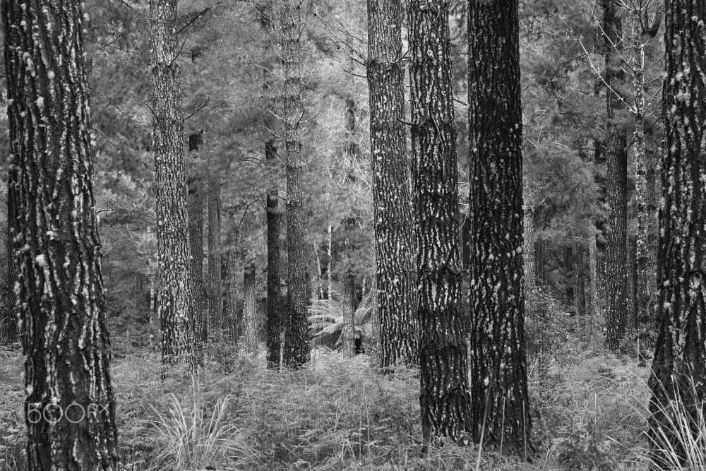 Canon EF 75-300mm f/4-5.6 sample photo. Forest lines photography