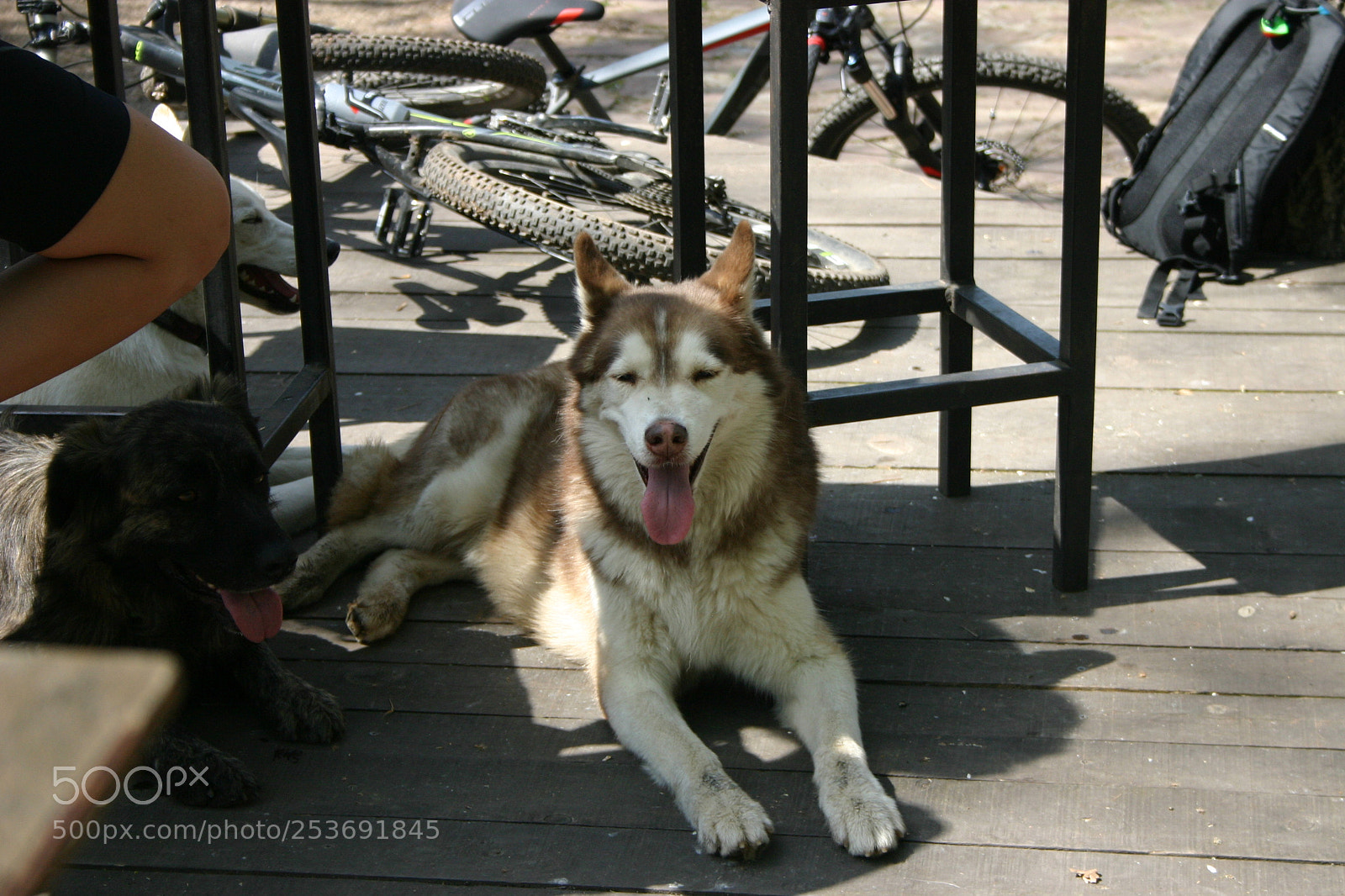 Canon EOS 300D (EOS Digital Rebel / EOS Kiss Digital) sample photo. Doggo photography