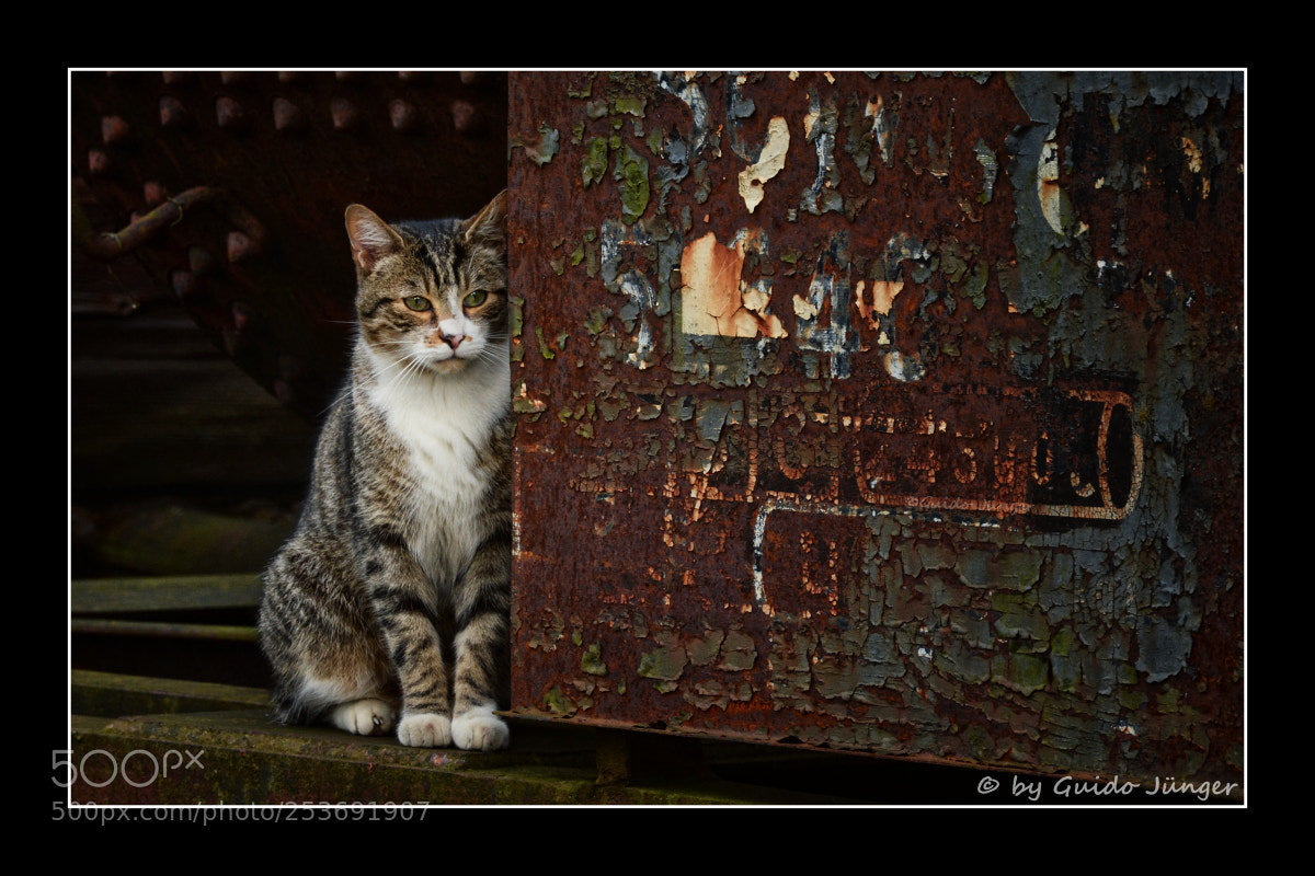 Nikon D7100 sample photo. Mein katzenfoto photography