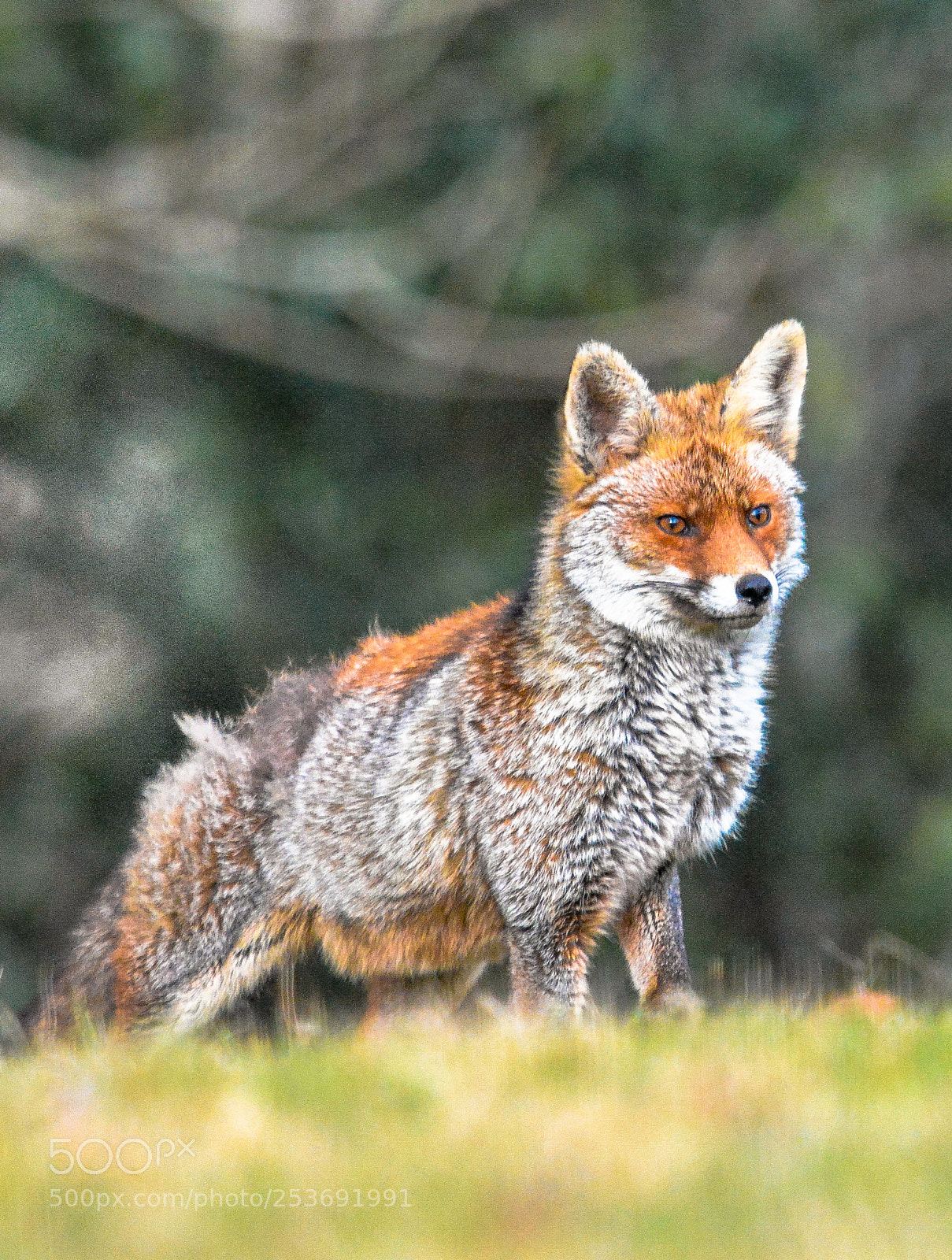 Nikon D7100 sample photo. Vulpes vulpes photography