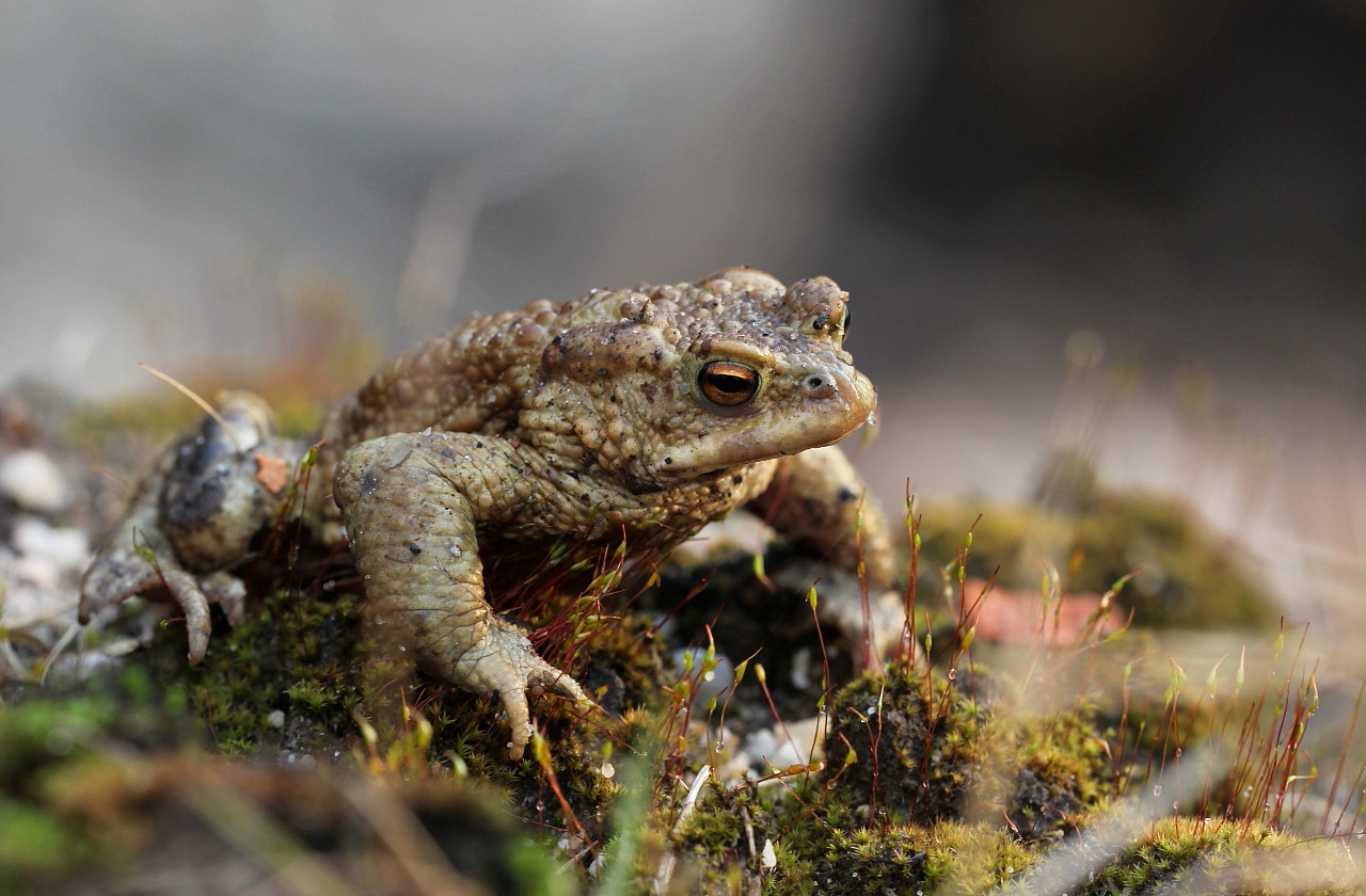 Canon EOS 60D sample photo. Prince charming :) photography