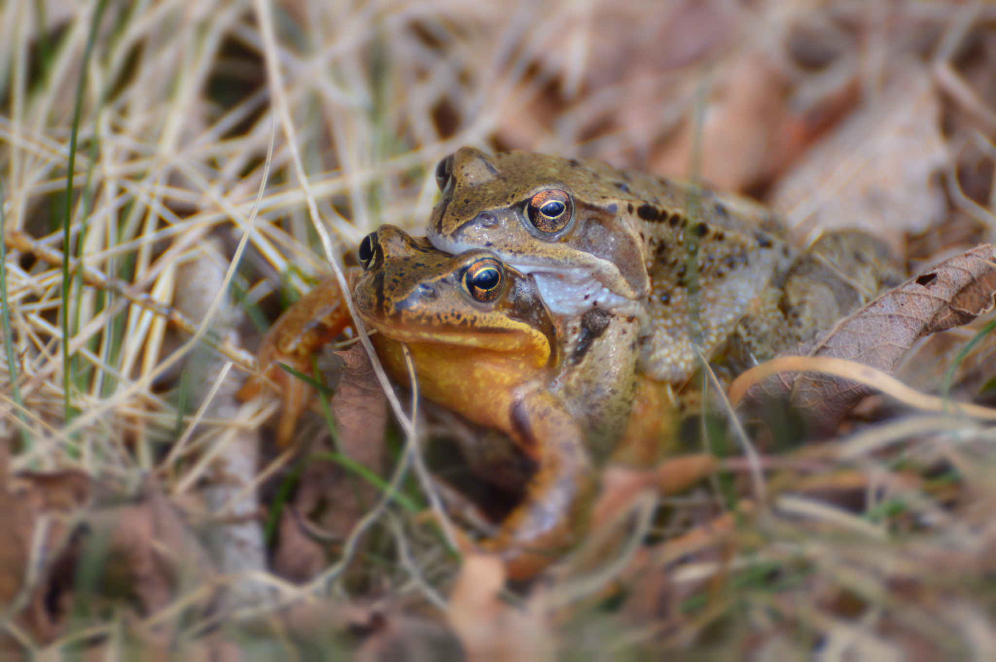 Nikon D3200 sample photo. Spring fever photography