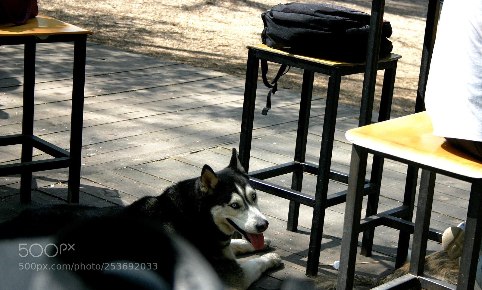 Canon EOS 300D (EOS Digital Rebel / EOS Kiss Digital) sample photo. Doggo photography