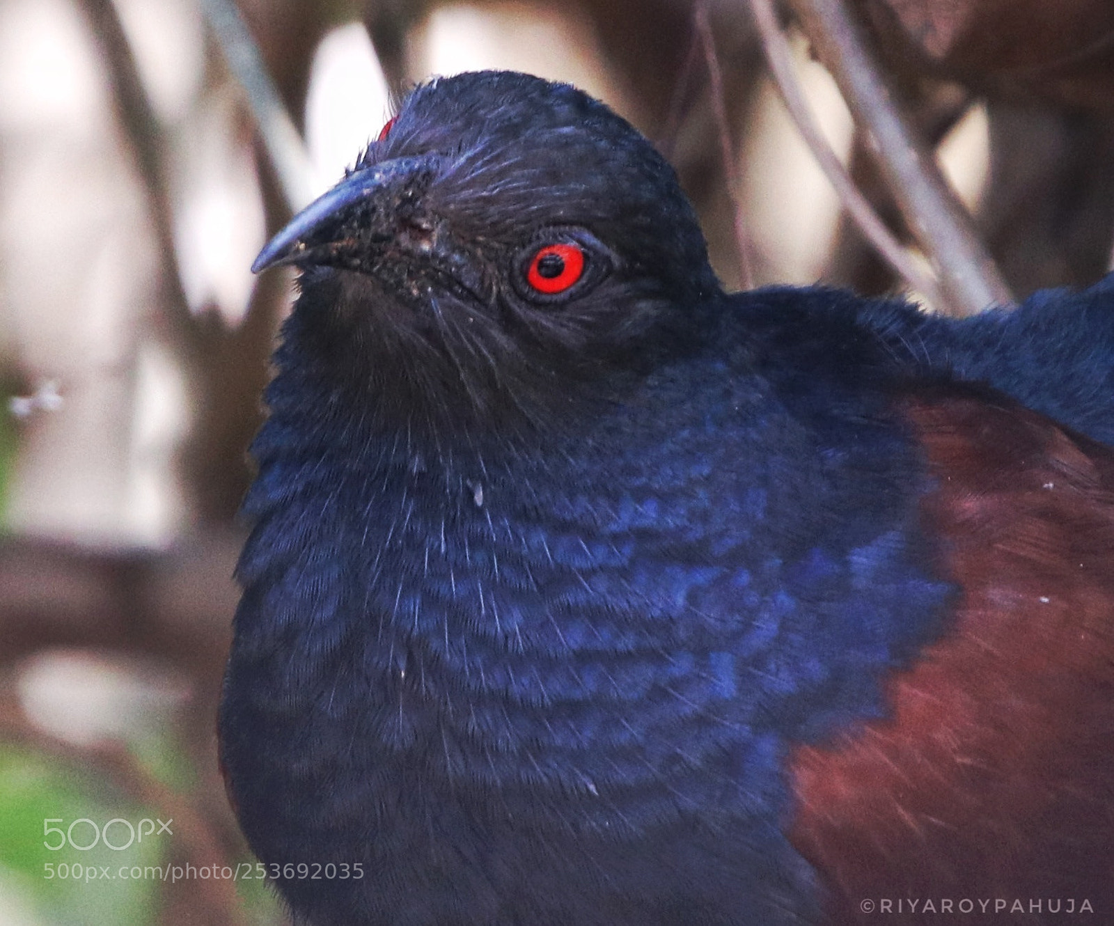 Canon EOS 80D sample photo. Greater coucal portrait photography