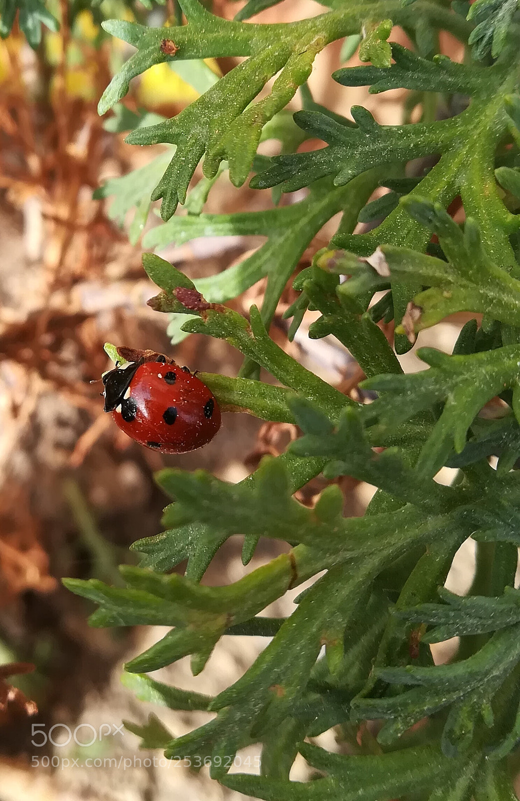 HUAWEI PRA-LX1 sample photo. Coccinella photography