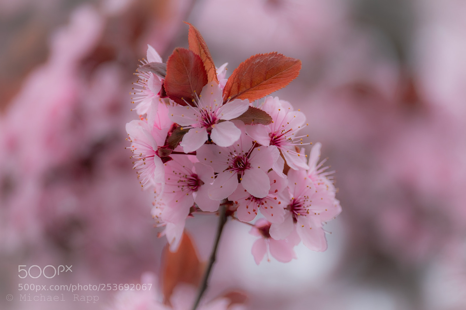 Fujifilm X-T2 sample photo. Spring is here prunus photography