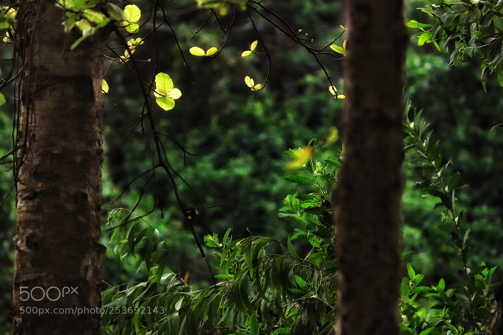 Canon EOS 800D (EOS Rebel T7i / EOS Kiss X9i) sample photo. A forest landscape photography