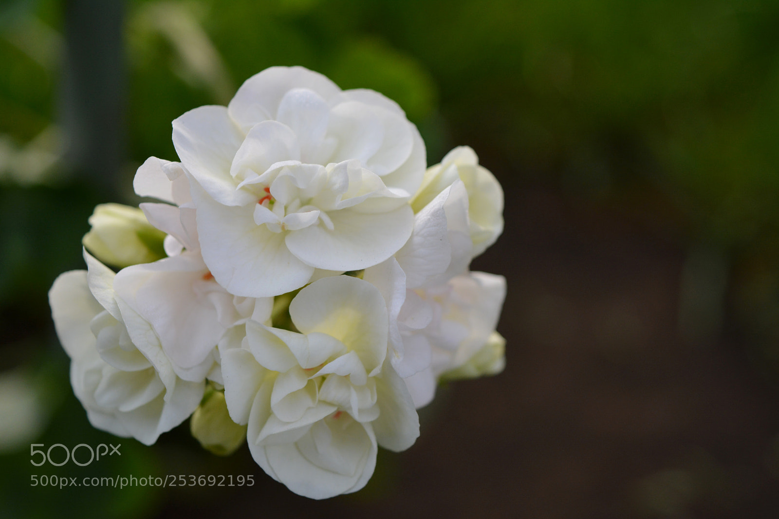 Nikon D5200 sample photo. White pelargonium grandiflorum photography