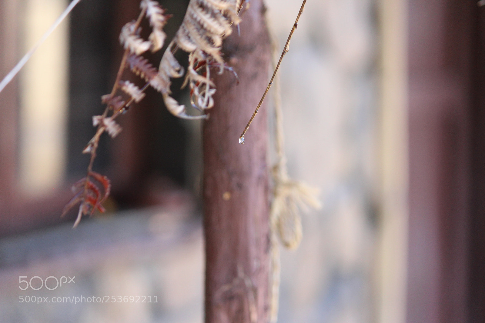 Canon EF-S 55-250mm F4-5.6 IS II sample photo. Drop photography