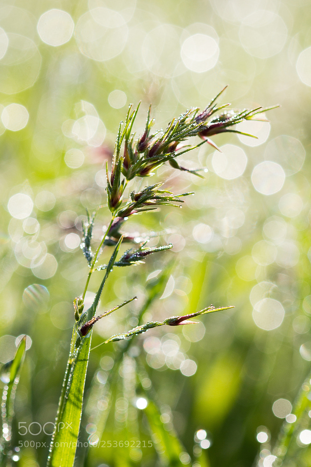 Canon EOS 600D (Rebel EOS T3i / EOS Kiss X5) sample photo. Grass photography