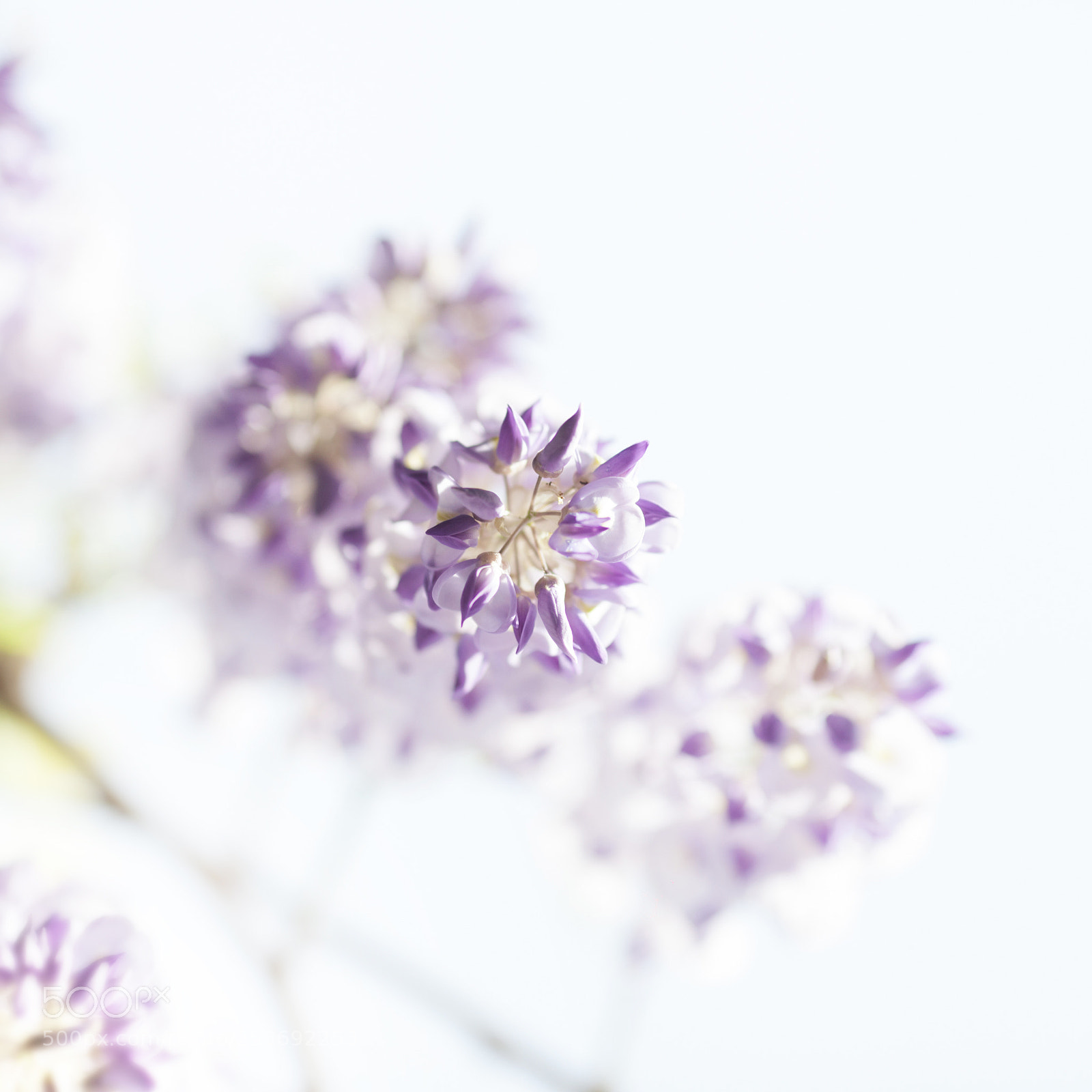 Canon EOS 5D Mark II sample photo. 紫藤花（wisteria flower ） photography
