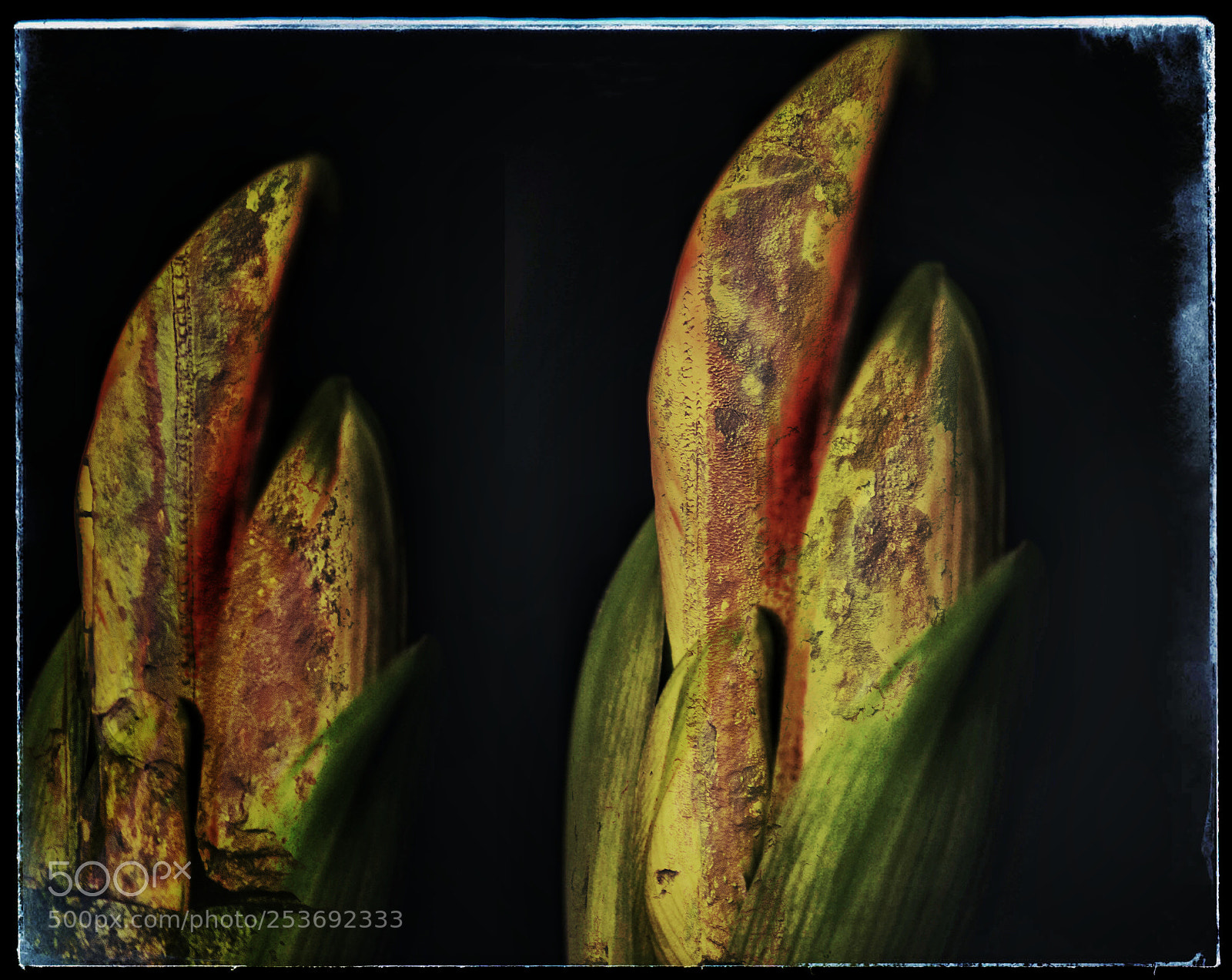 Nikon D750 sample photo. Abstract flowers photography