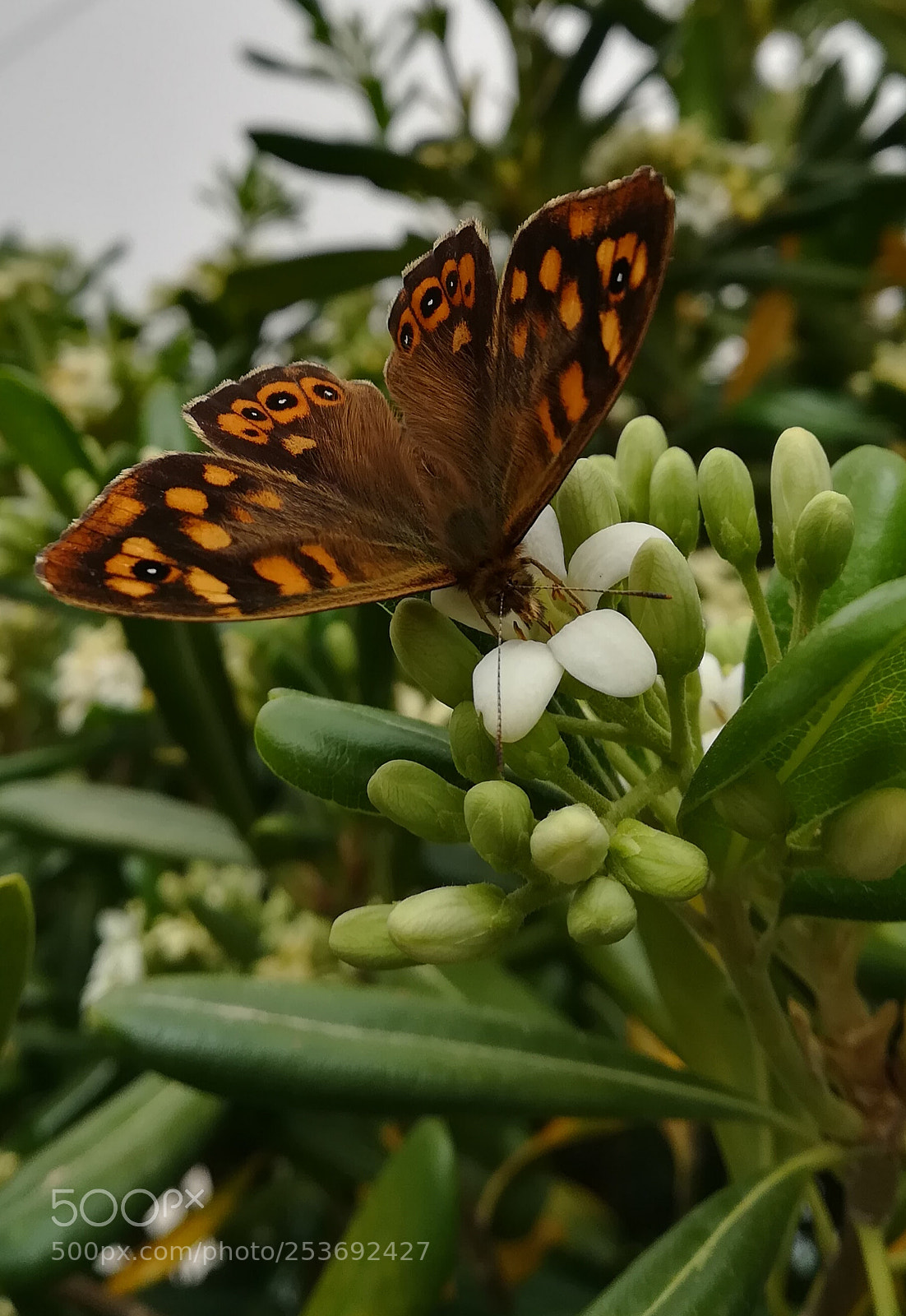 HUAWEI PRA-LX1 sample photo. Farfalla photography