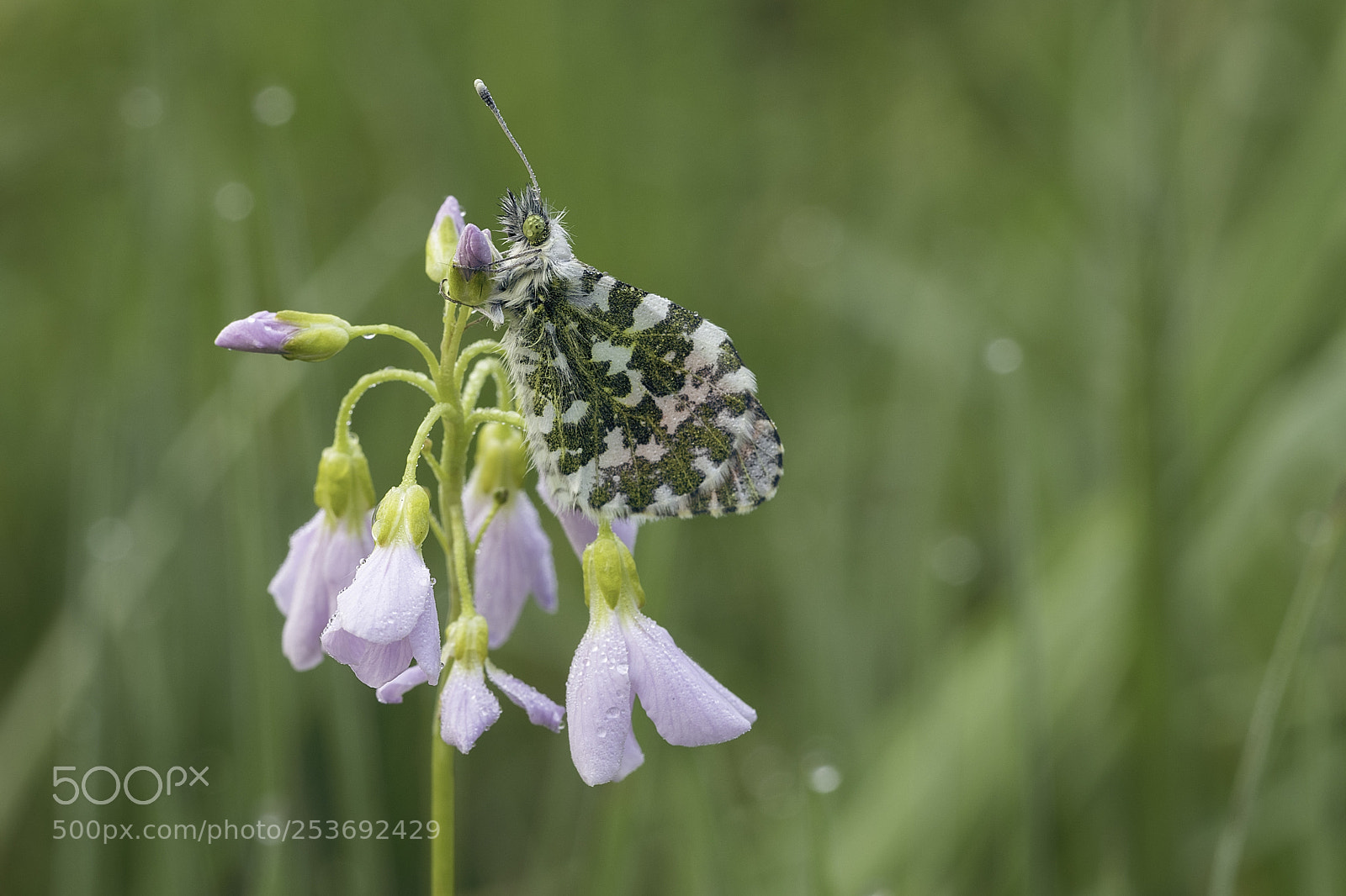 Canon EOS 80D sample photo. Orange tip on host photography