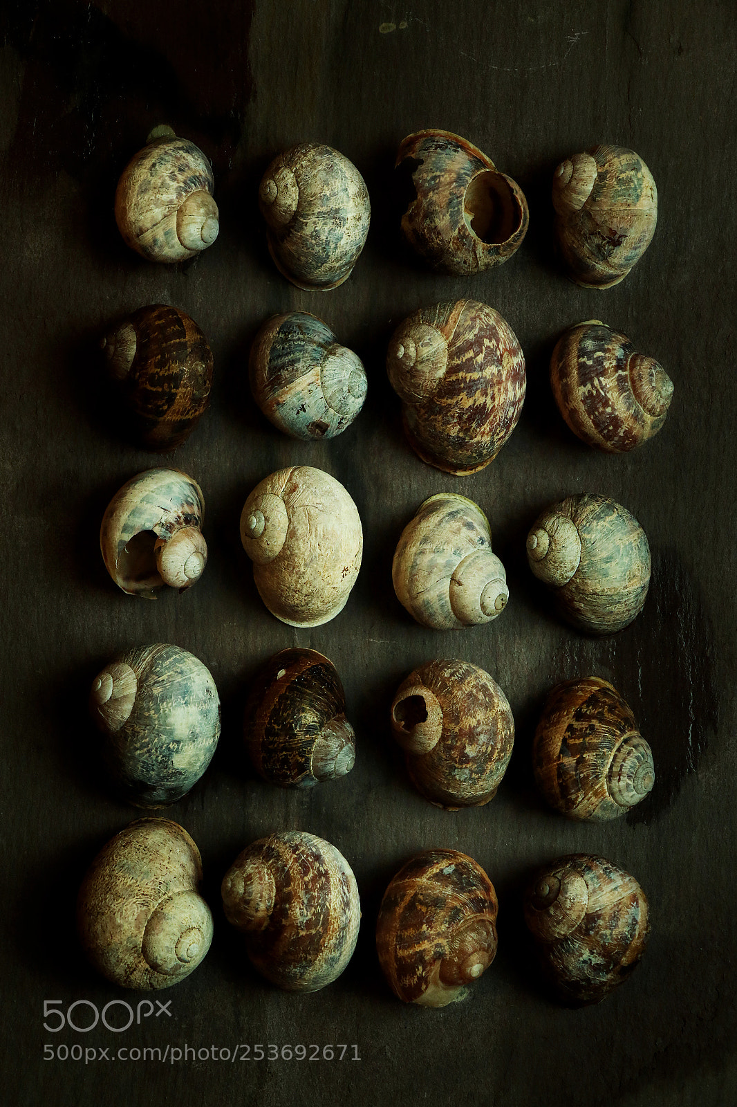 Canon EOS 70D sample photo. Snail shells photography
