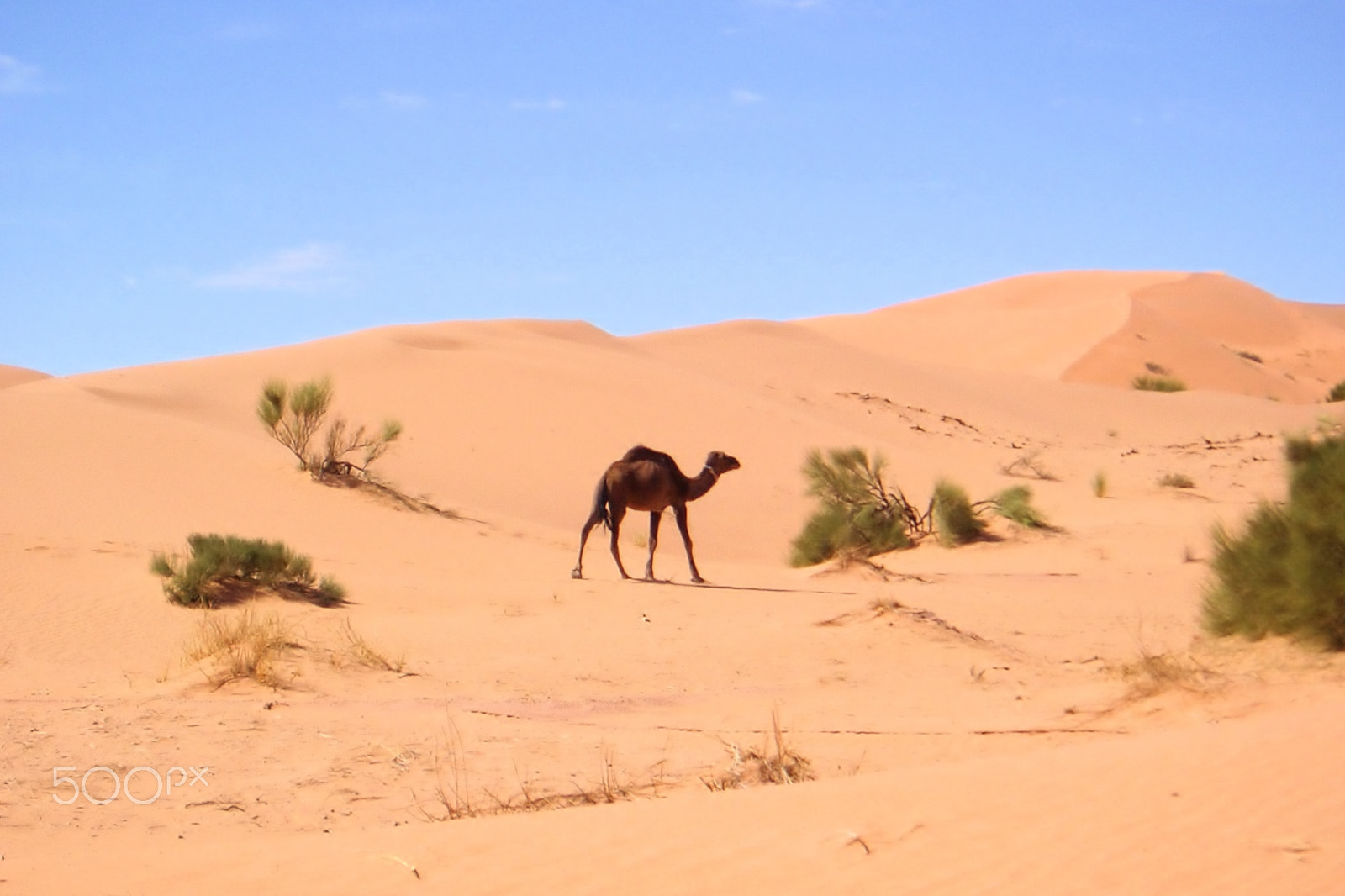 Olympus u30D,S410D,u410D sample photo. Camell solitari photography