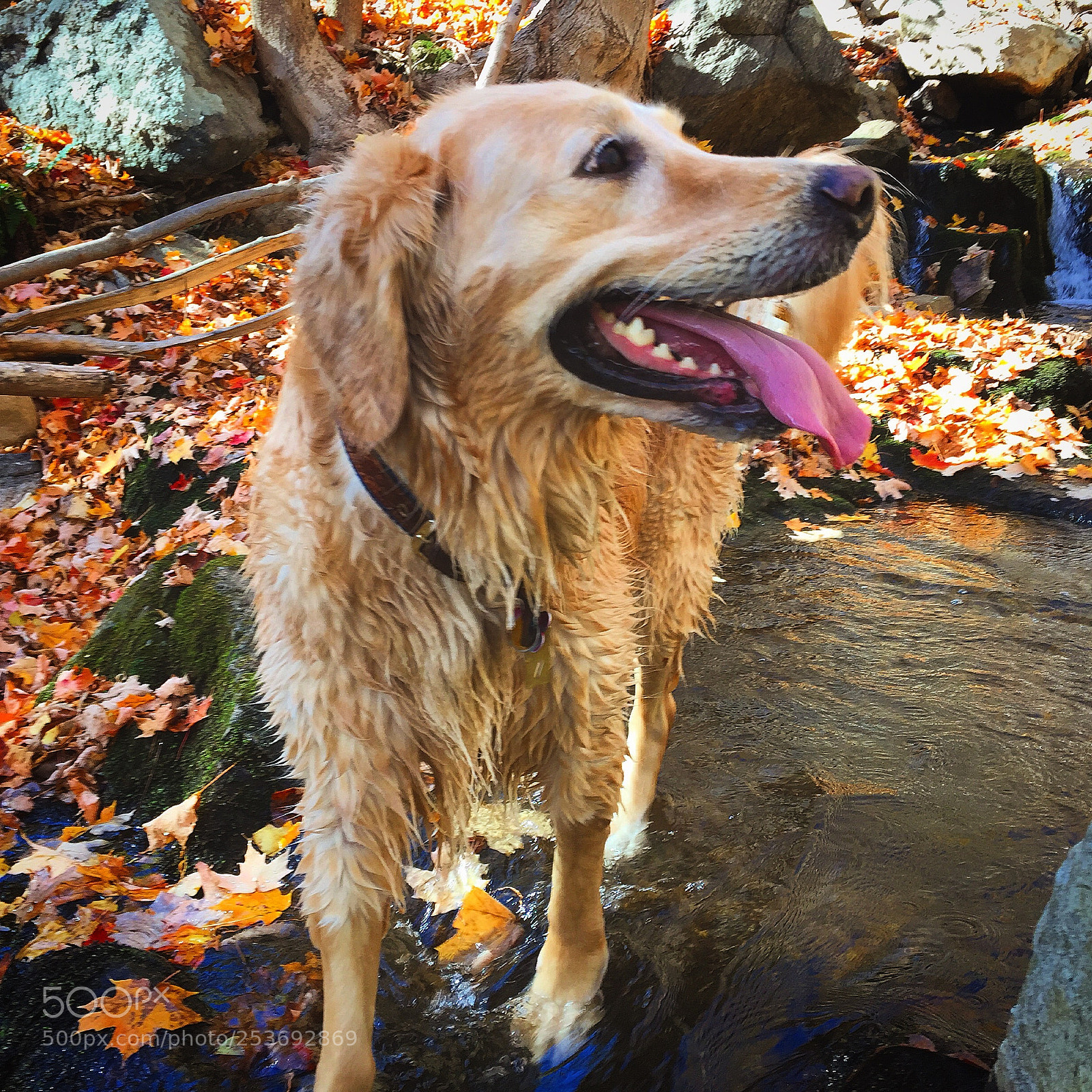 Apple iPhone 6 sample photo. Img photography