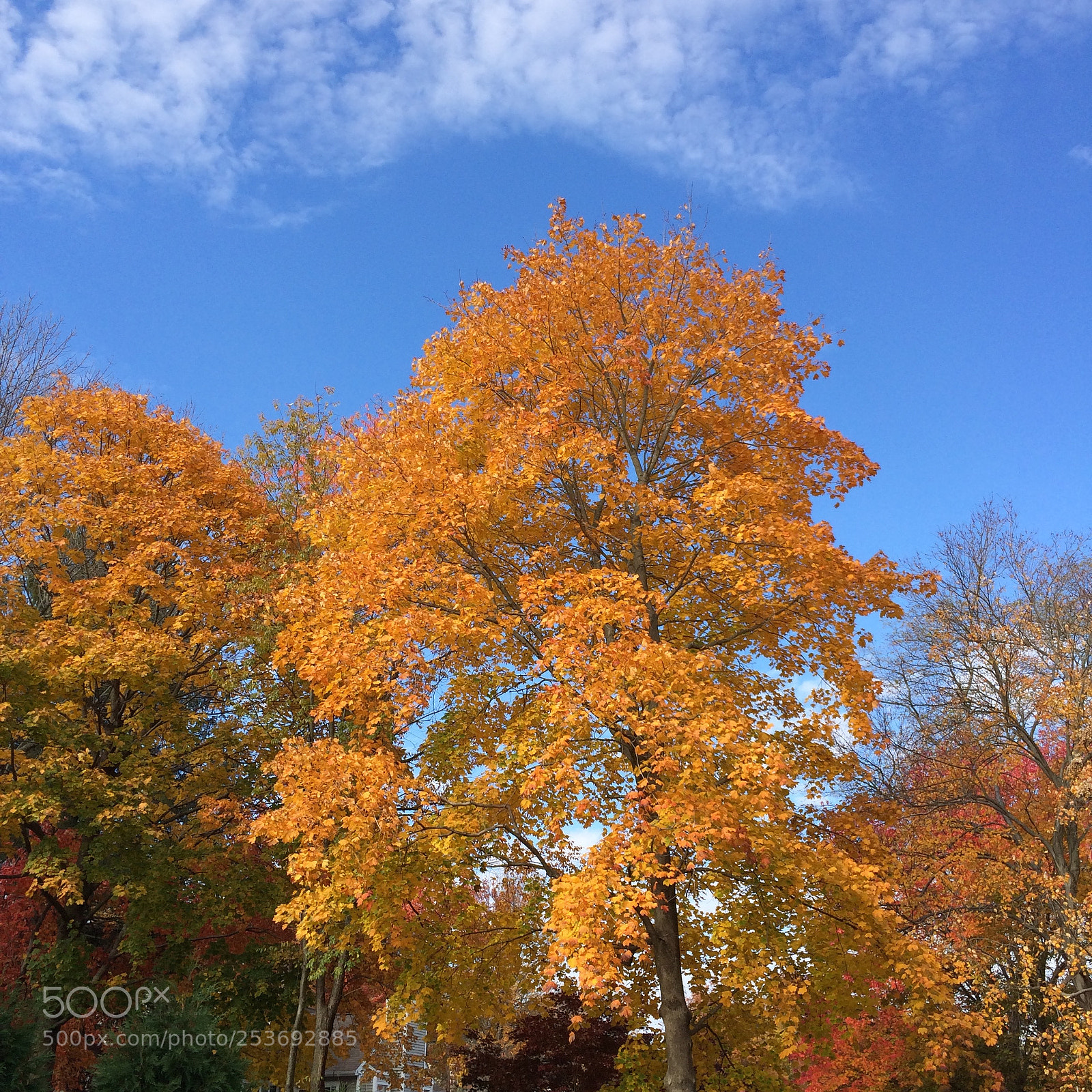 Apple iPhone 5s sample photo. Img photography