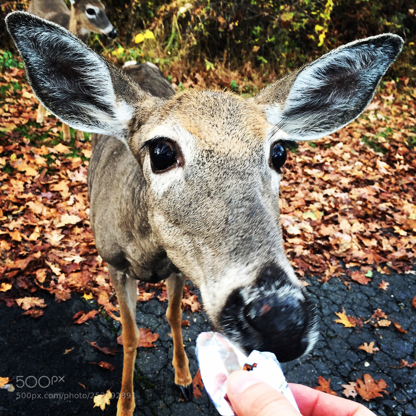Apple iPhone 6 sample photo. Img photography