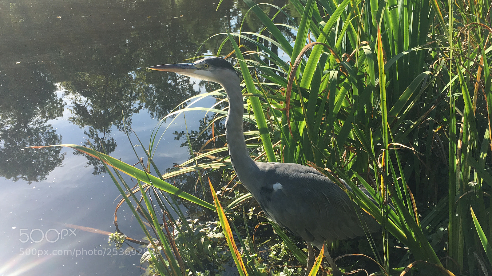 Apple iPhone 6s sample photo. Img photography