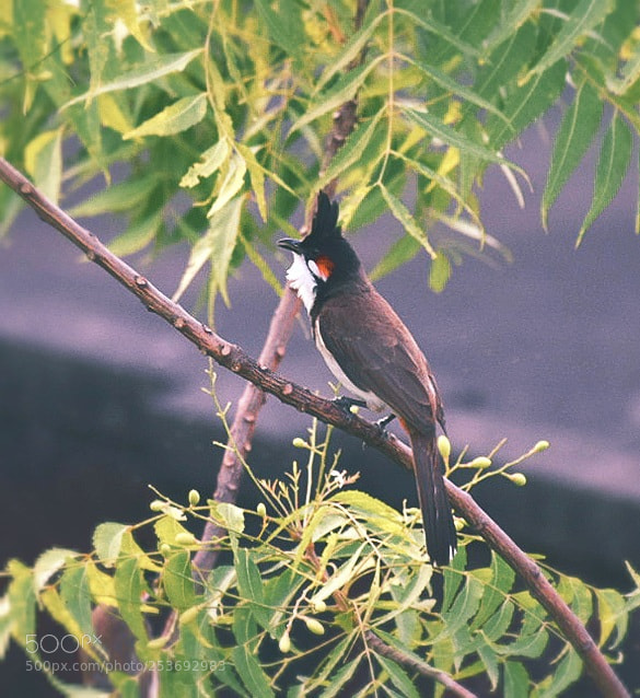 Nikon D5300 sample photo. Afternoon bird photography