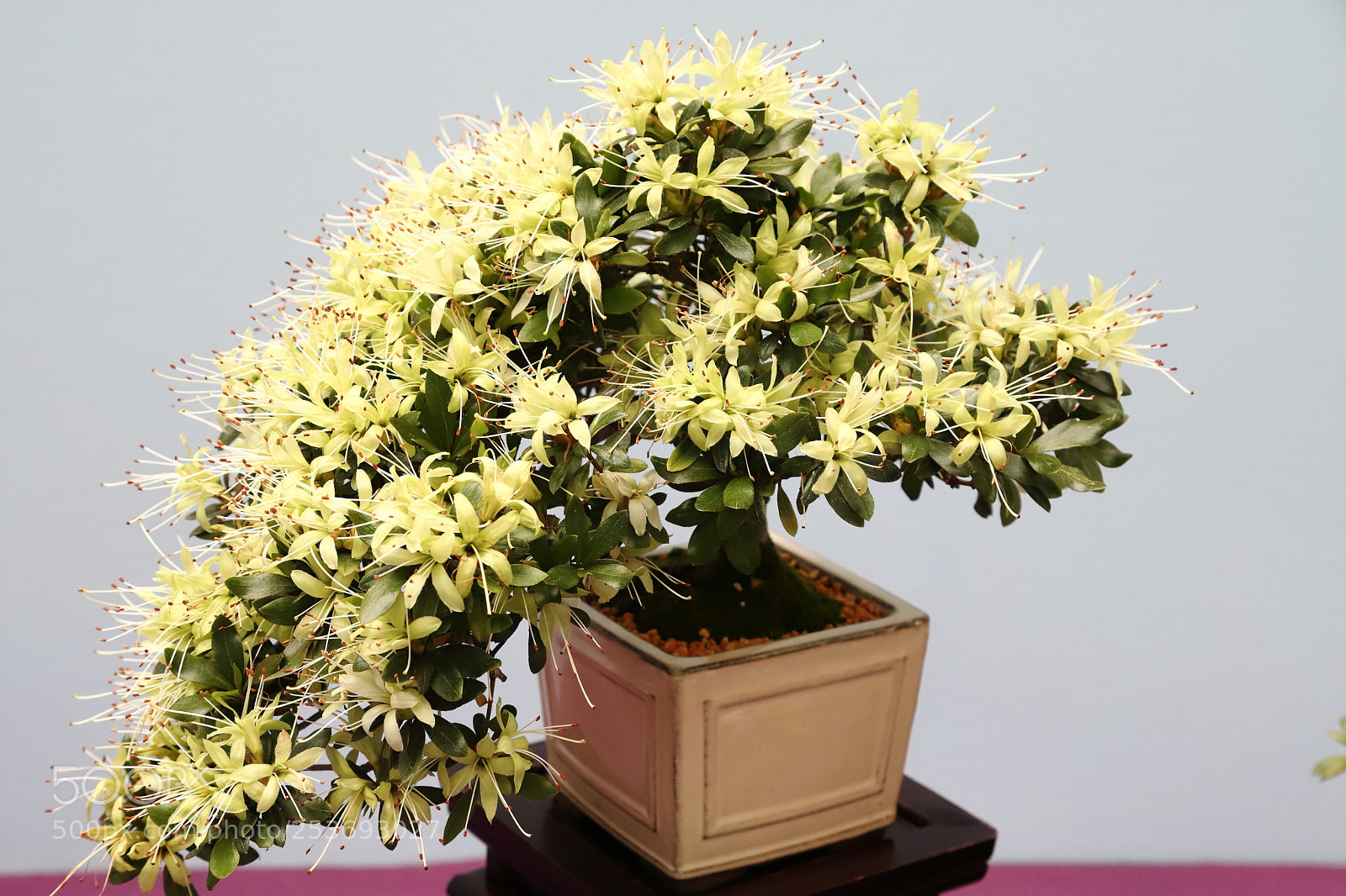 Canon EOS 6D Mark II sample photo. Img_4258m azalea, 2018臺中市皐月花展 千羽鶴 photography
