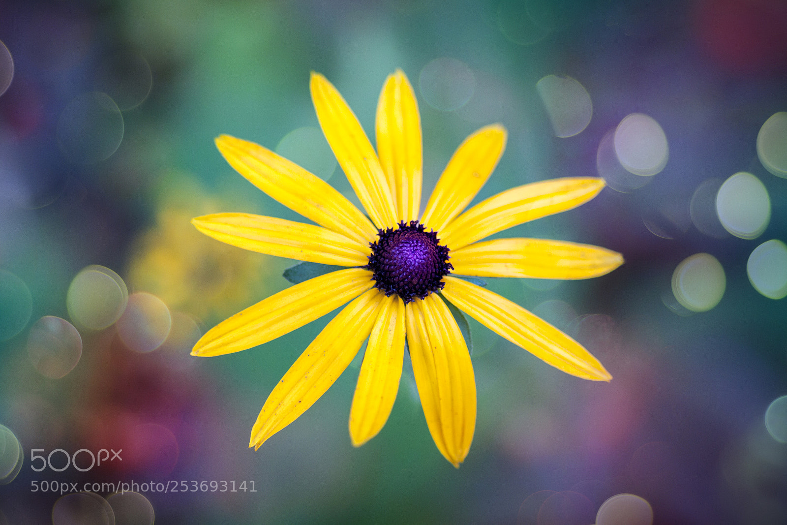 Canon EOS 50D sample photo. A flower photography
