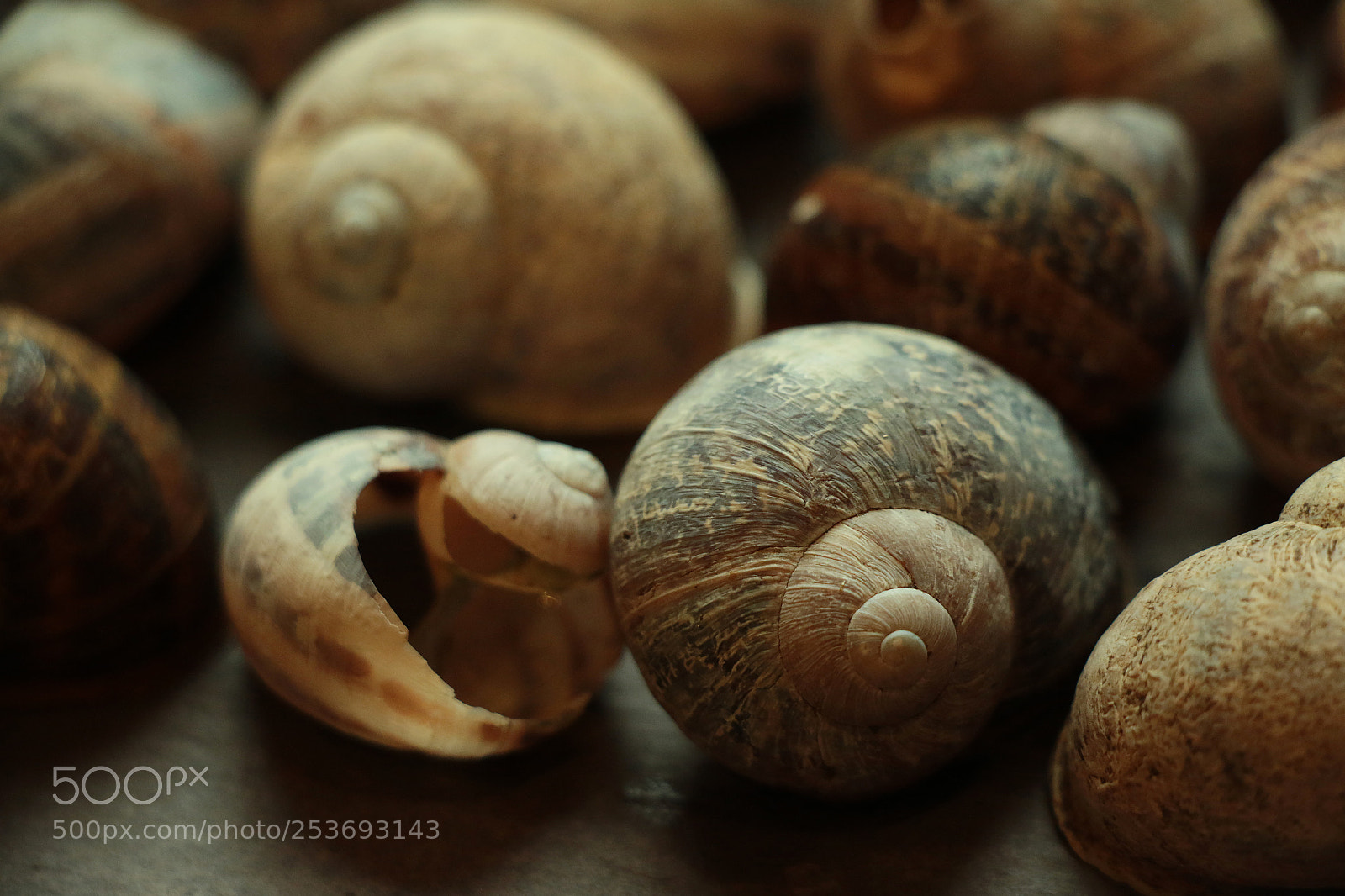 Canon EOS 70D sample photo. Snail shell photography