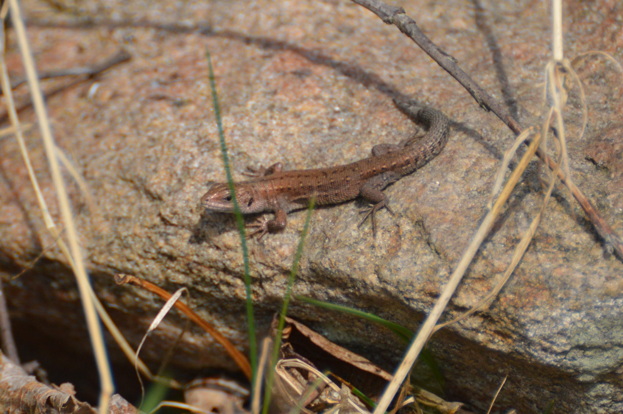 Nikon D3200 sample photo. Lucky lizard photography