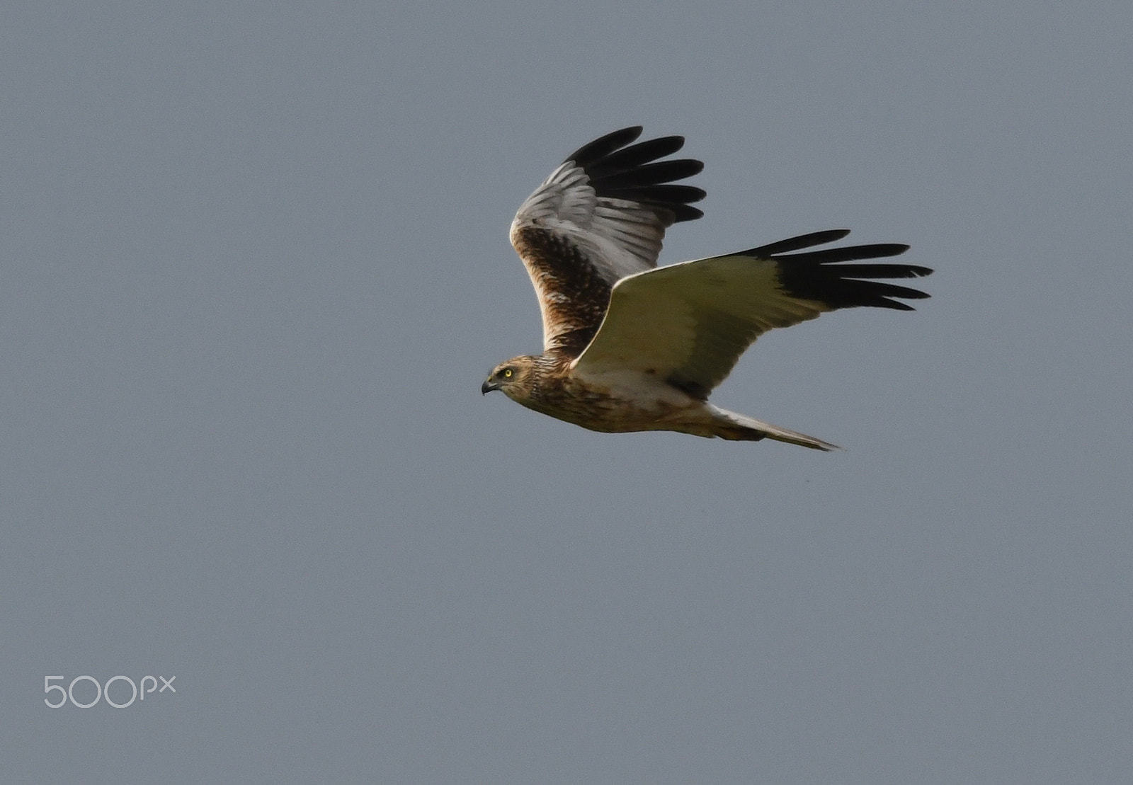 Sigma 150-600mm F5-6.3 DG OS HSM | S sample photo. Western marsh harrier (circus aeruginosus0 photography