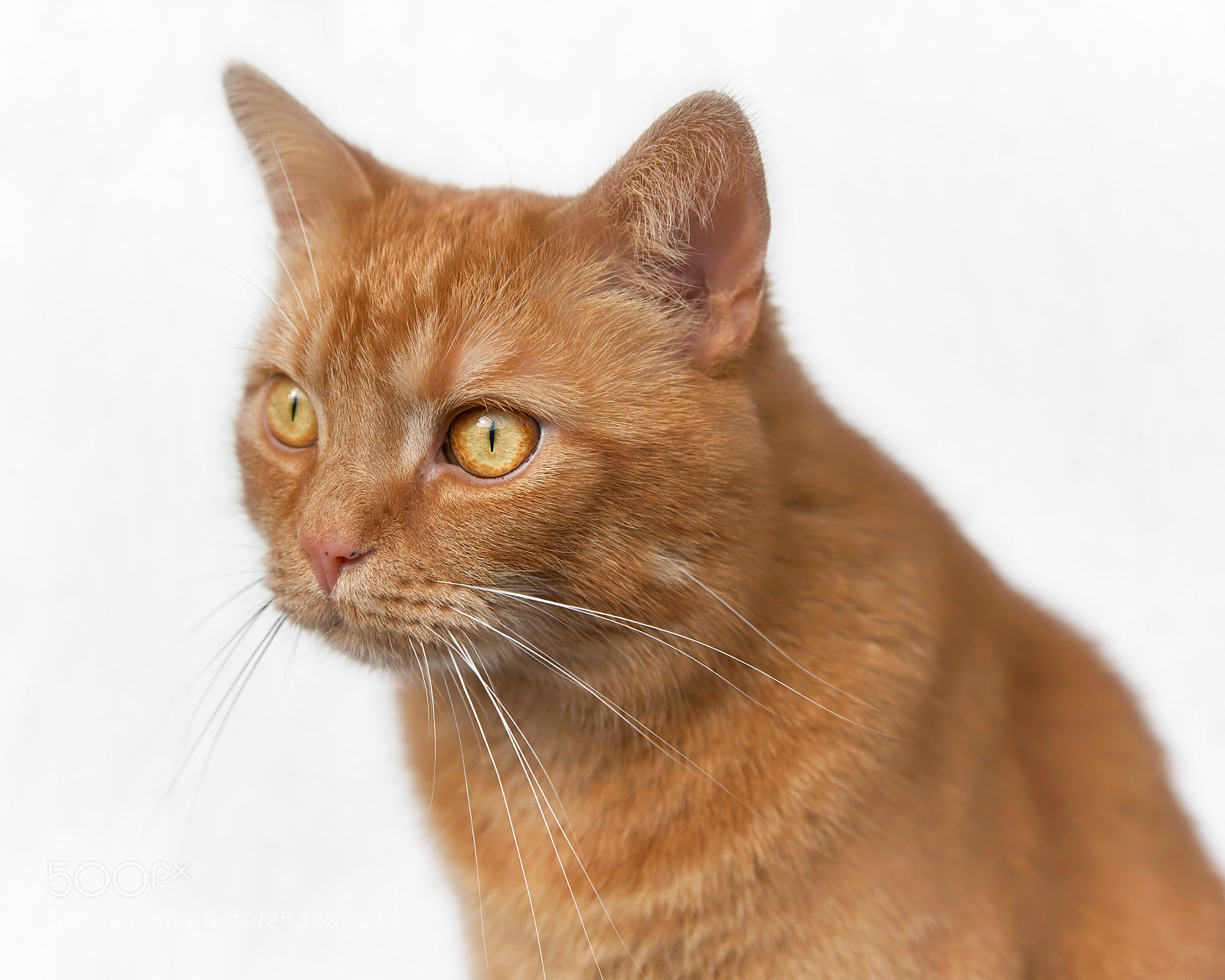 Canon EOS-1Ds Mark II sample photo. Dear tomcat photography