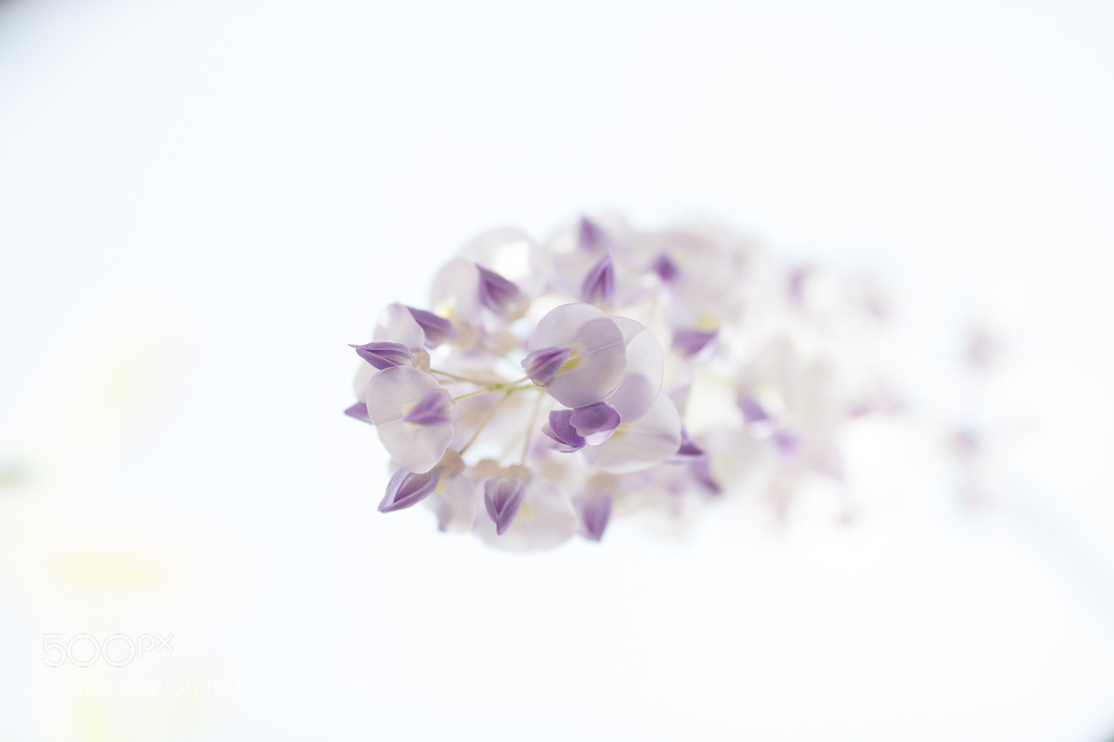 Canon EOS 5D Mark II sample photo. 紫藤（wisteria flower ） photography