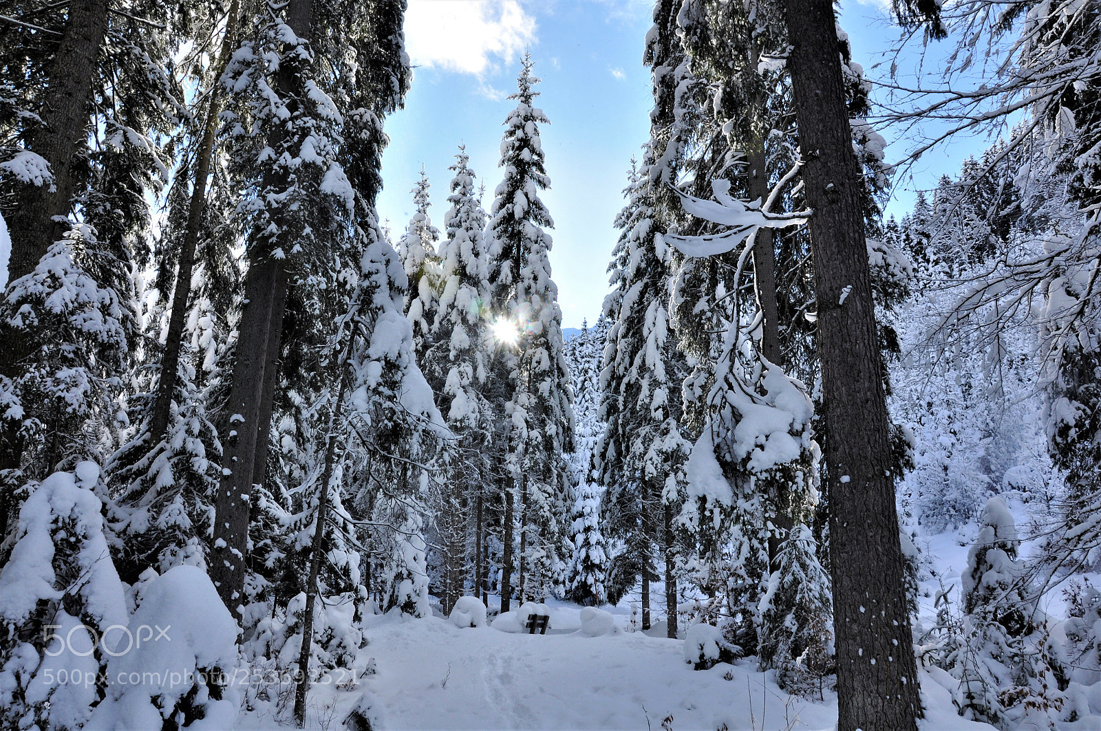 Nikon D90 sample photo. Into the woods 4 photography