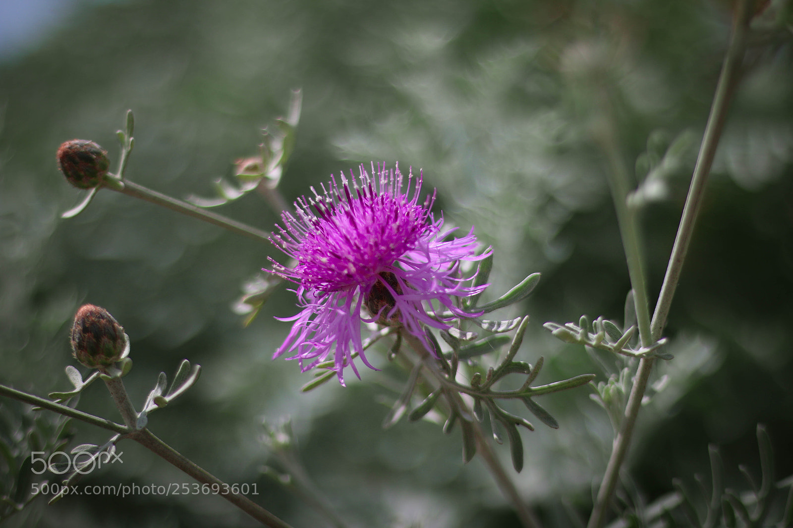 Canon EOS 70D sample photo. Untitled photography